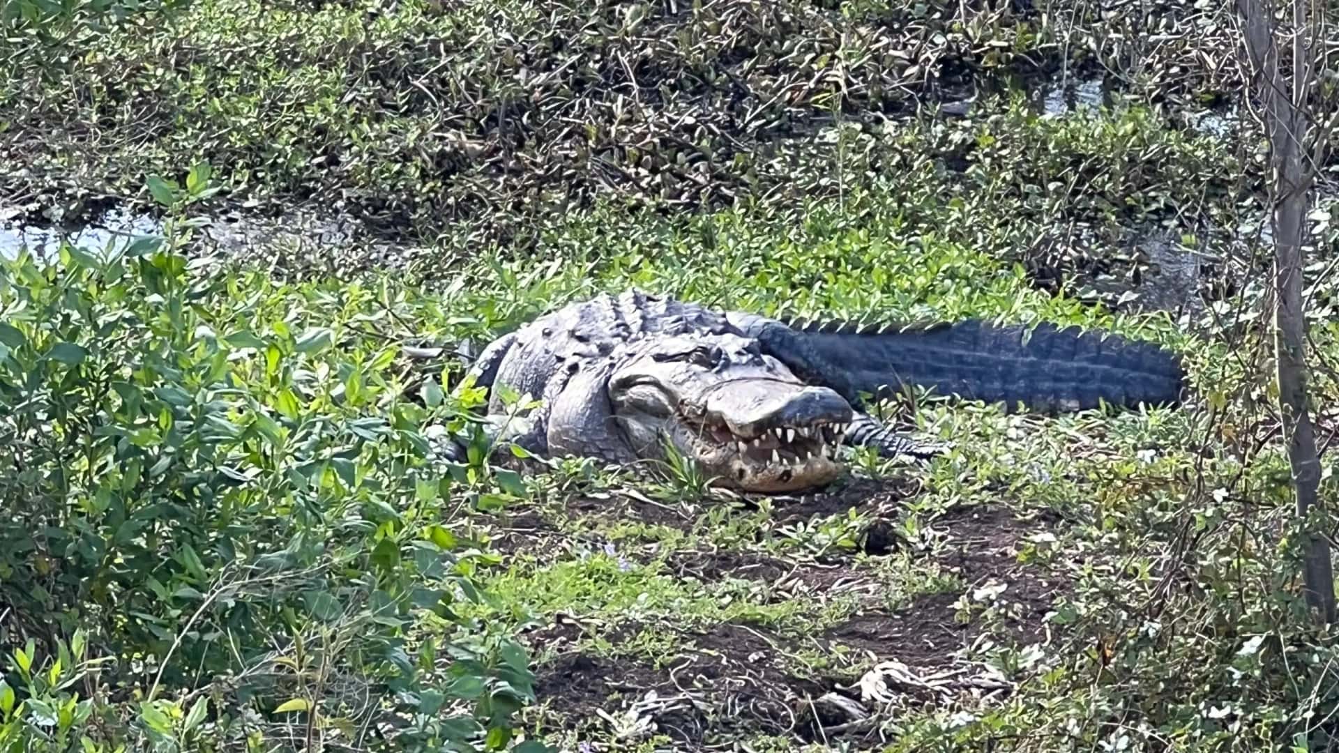 A massive American alligator resting on a muddy bank surrounded by thick green wetland vegetation.
