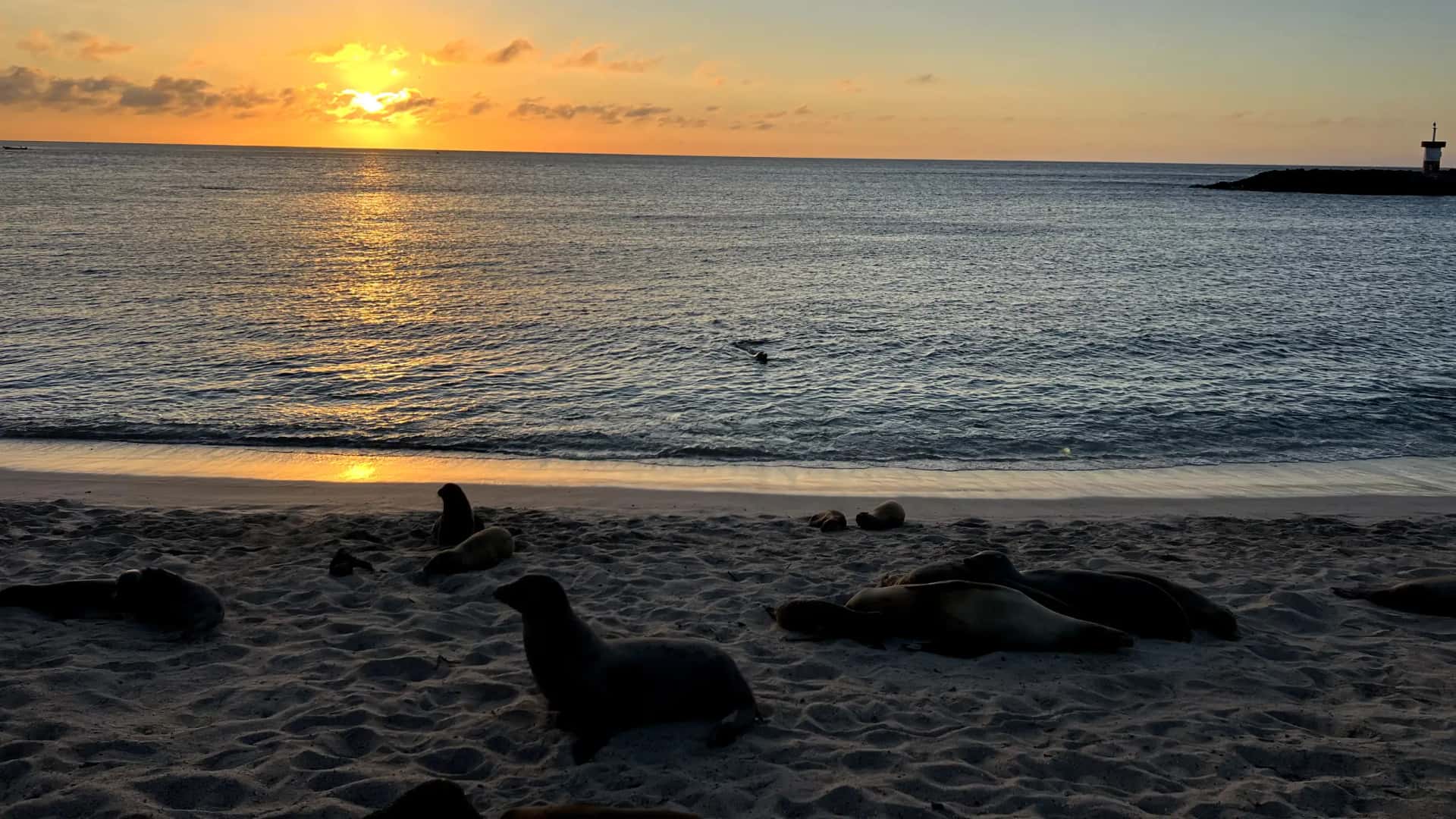 Photo of How to Get to the Galapagos Islands from the USA by Yourself
