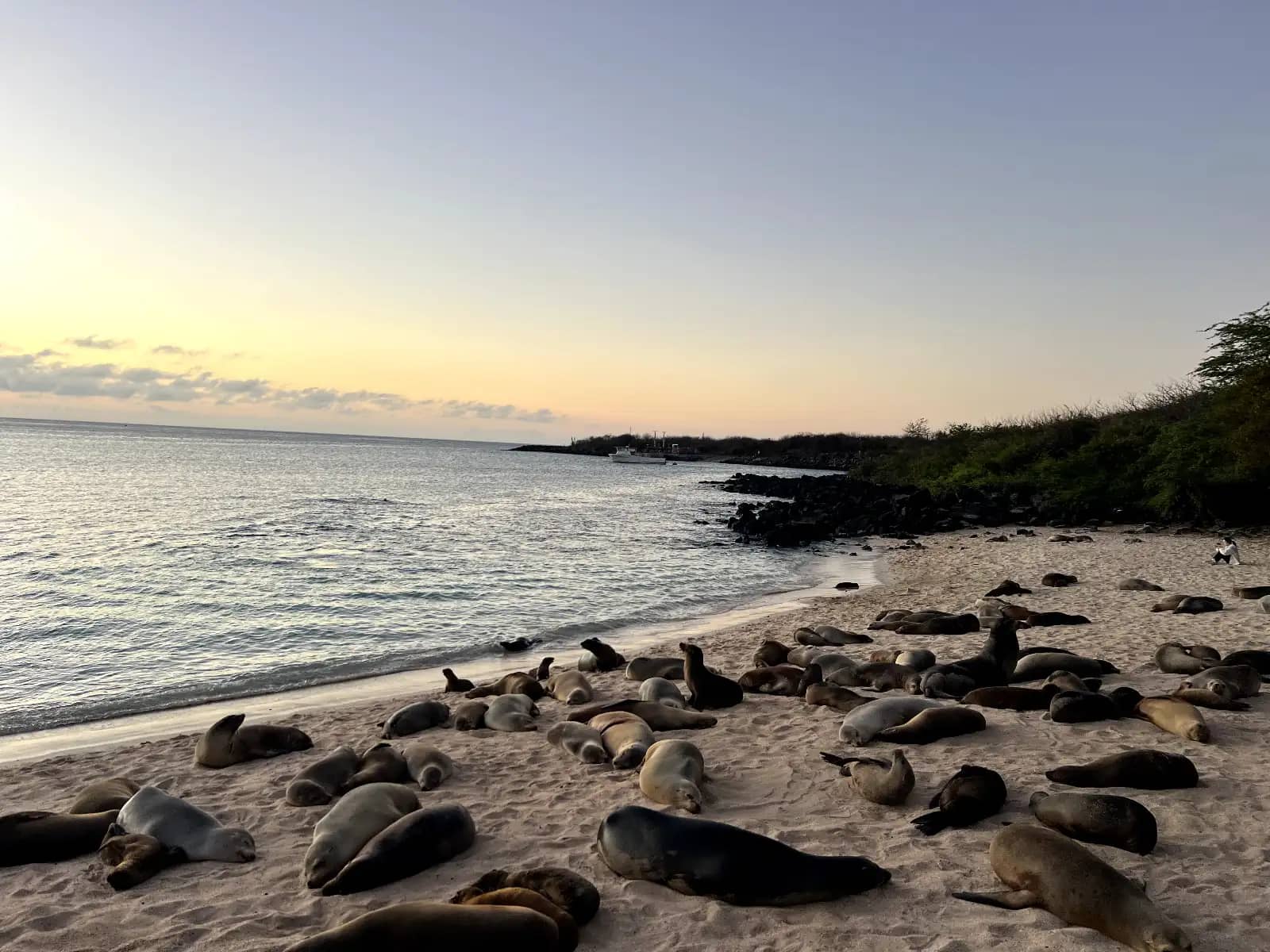 Dozens of sea lions sleeping on white sand beach during sunset Galapagos Islands Ecuador