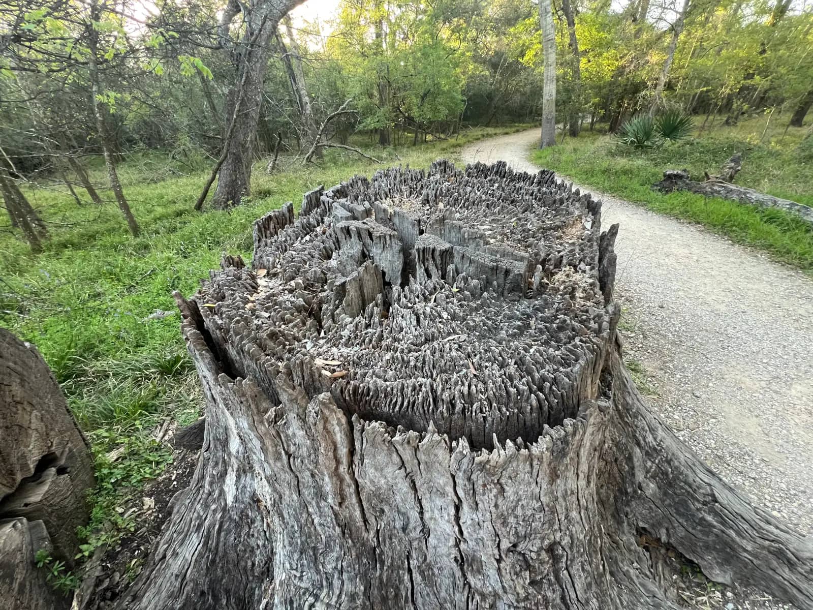 A close-up wide shot of a large, deeply decayed gray tree stump with textured ridges next to a gravel walking trail in a wooded area.
