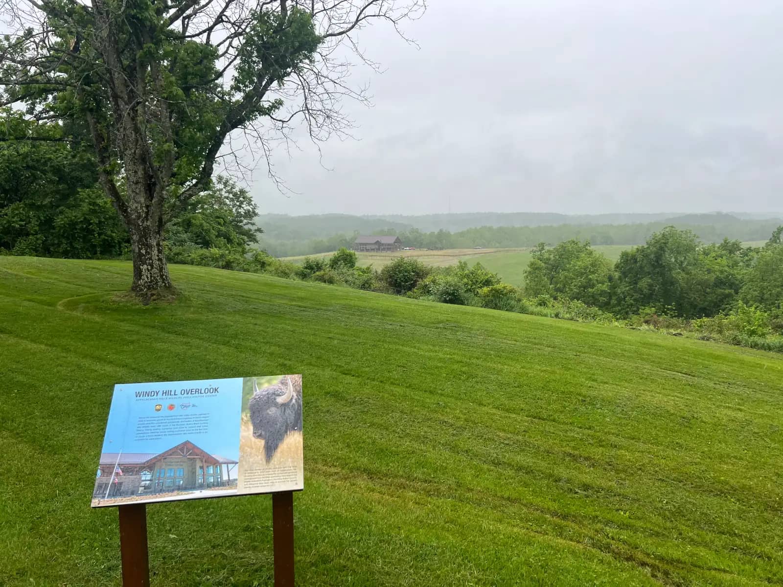 A metal educational sign titled "Windy Hill Overlook" featuring a picture of a bison, positioned on a sweeping green grass hill looking out over a foggy valley.