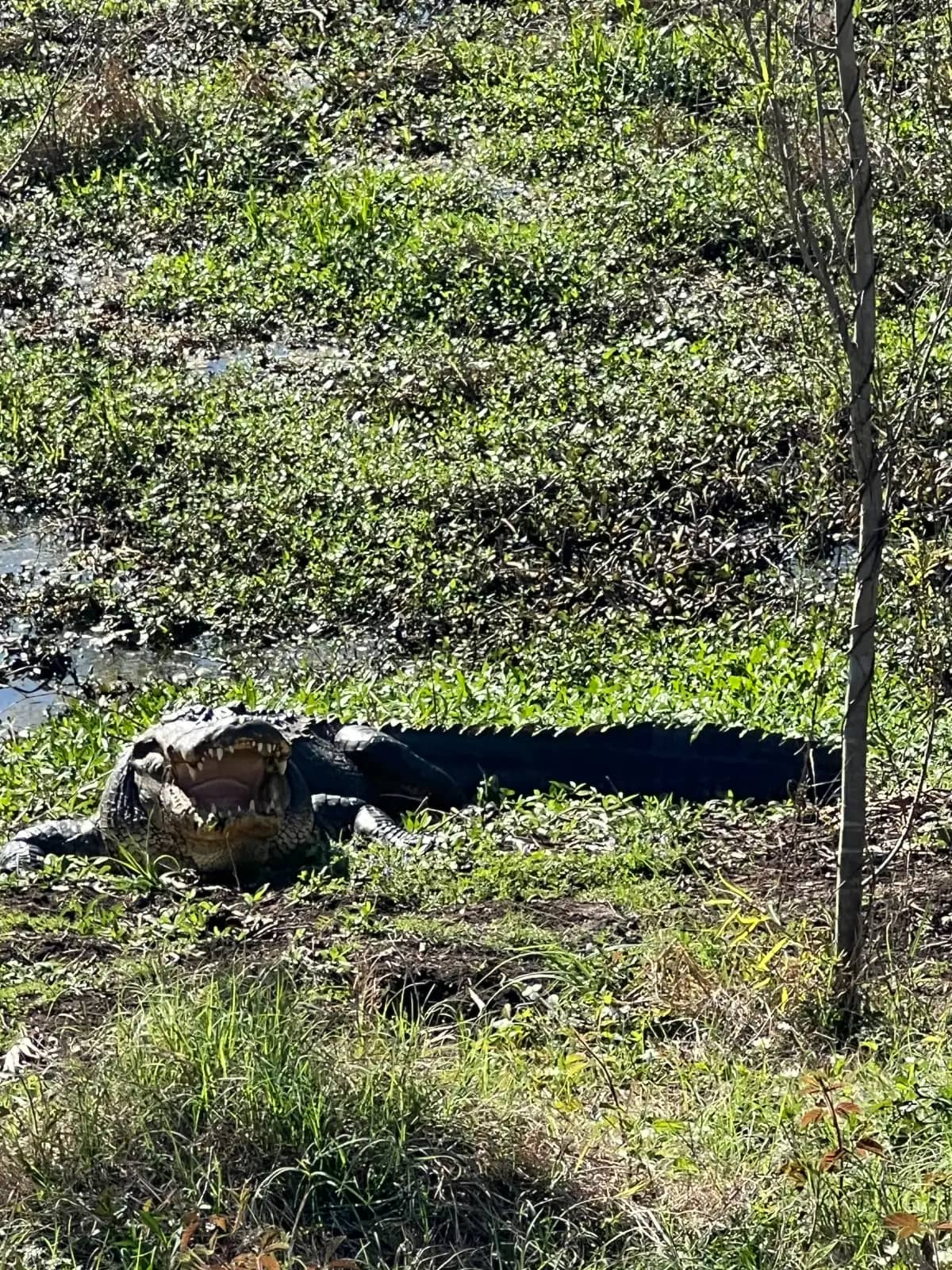 A close-up iPhone photo of a large alligator basking in the sun with its mouth wide open on a grassy marsh bank at Brazos Bend State Park.