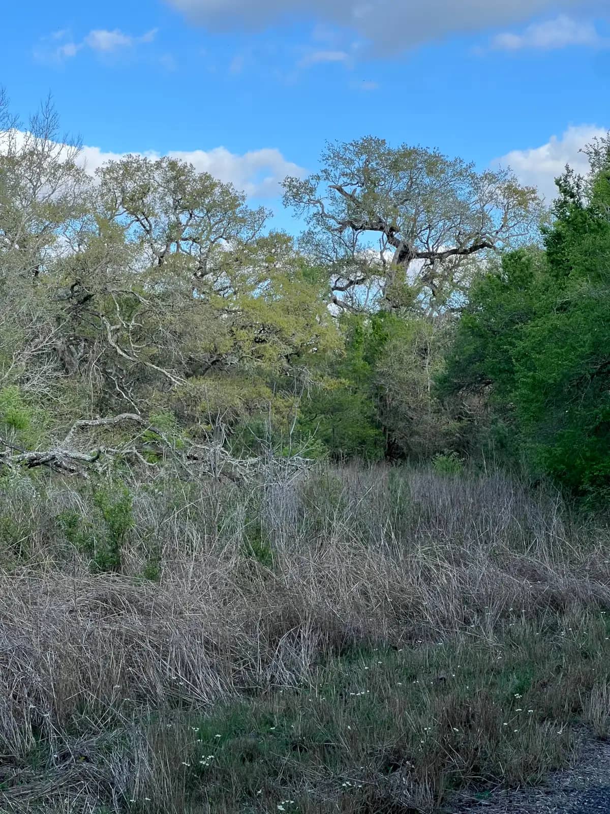 Thick green forest with large oak trees draped in Spanish moss rising behind a foreground of tall, dry brush and gray twigs.