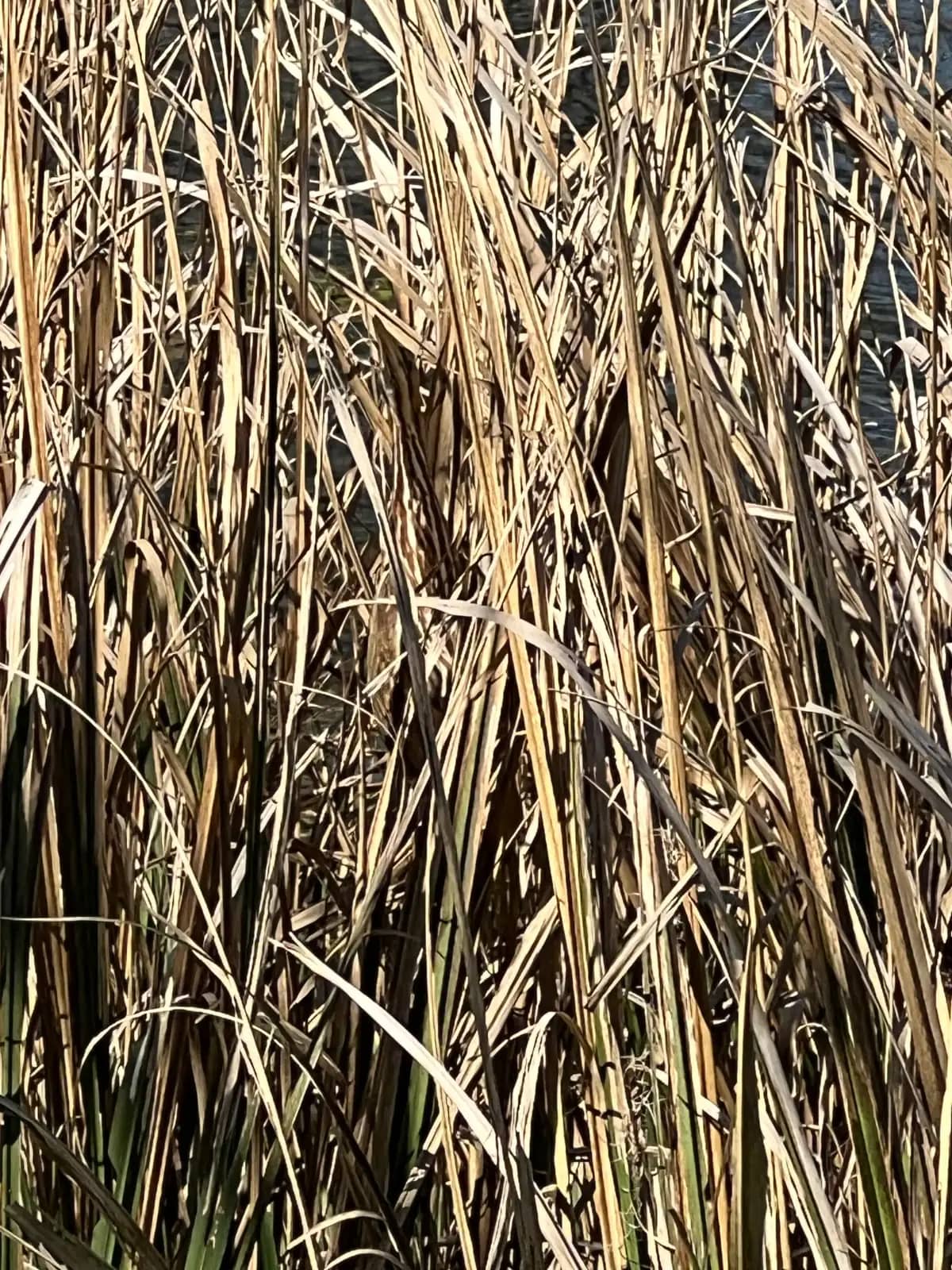 A dense, close-up shot of dry, tan and brown marsh reeds, hiding a well-camouflaged American Bittern bird near the upper-center of the frame.