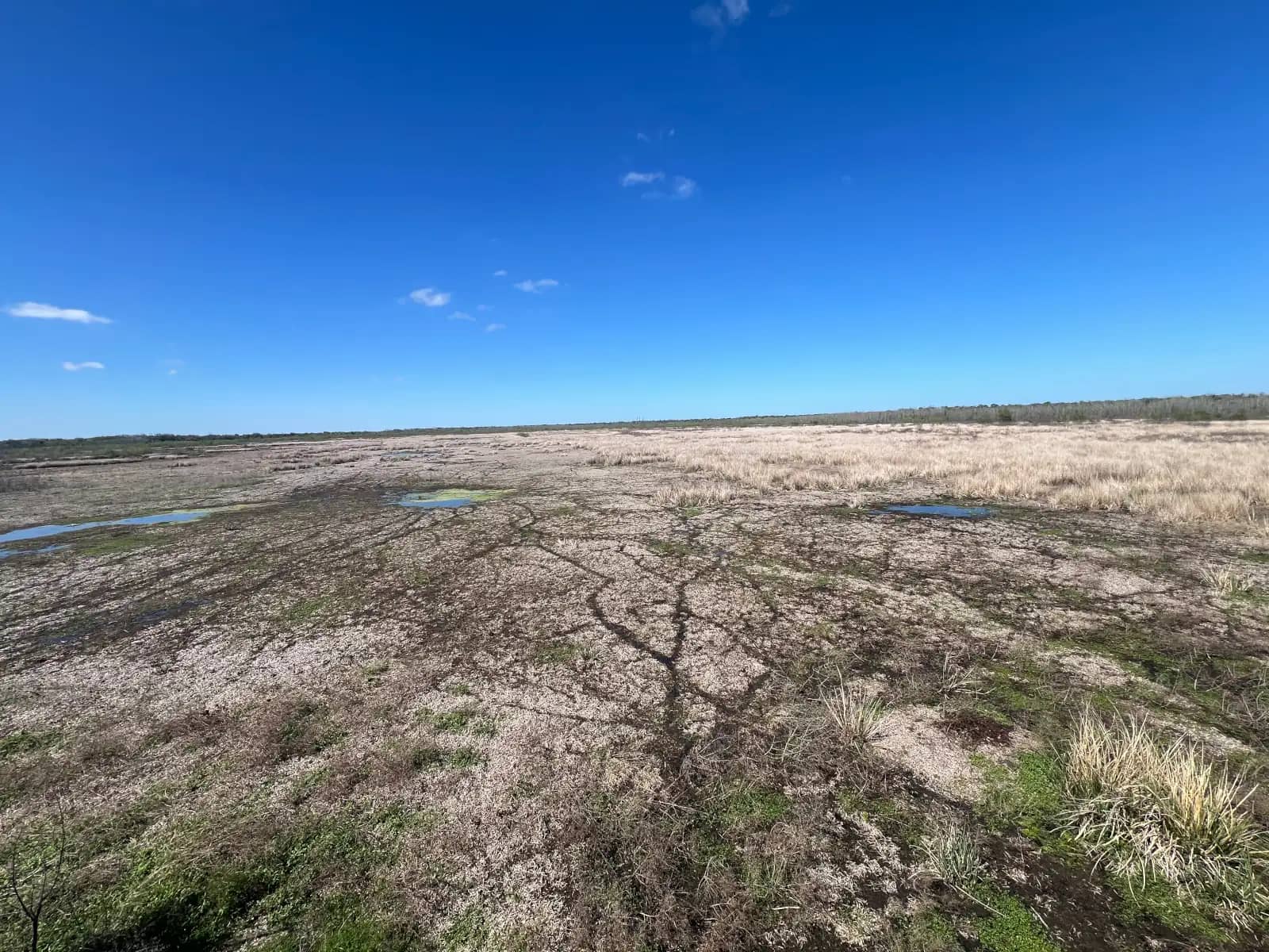 A wide-angle iPhone landscape photo showing the vast, flat wetland and dried prairie grass under a bright blue sky at Brazos Bend State Park.