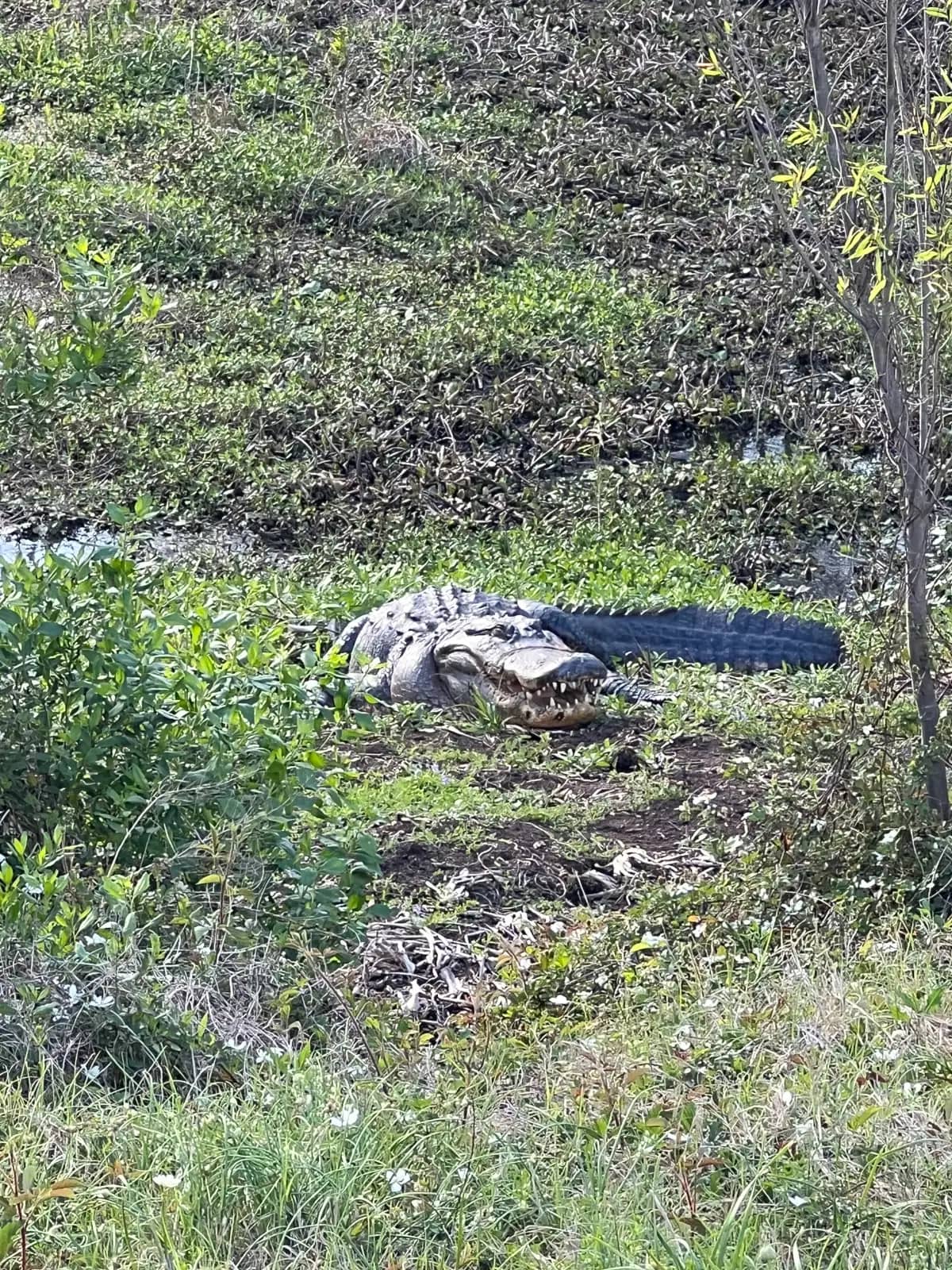 A large alligator resting on a muddy bank completely surrounded by thick green vegetation and low-growing weeds.