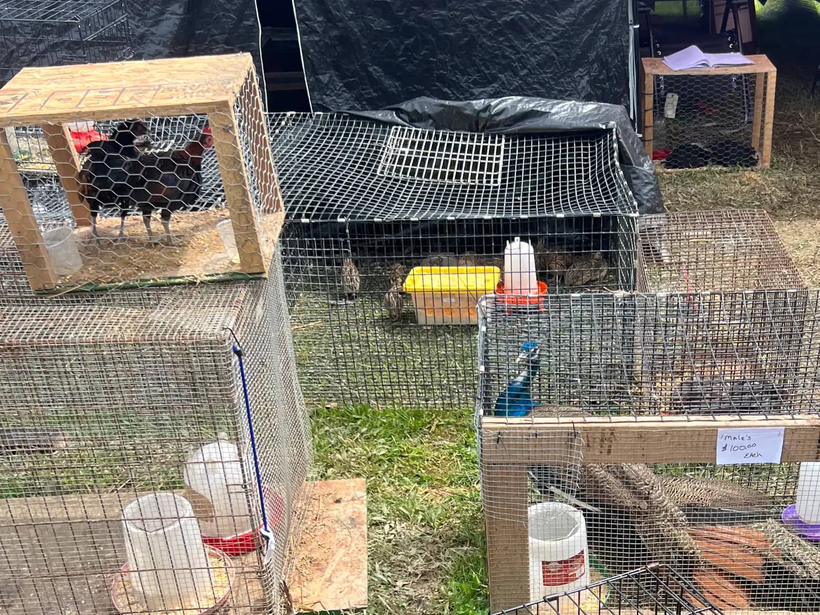 Multiple wire mesh cages sitting on the grass at an outdoor market, holding various birds including chickens and a colorful blue peacock.
