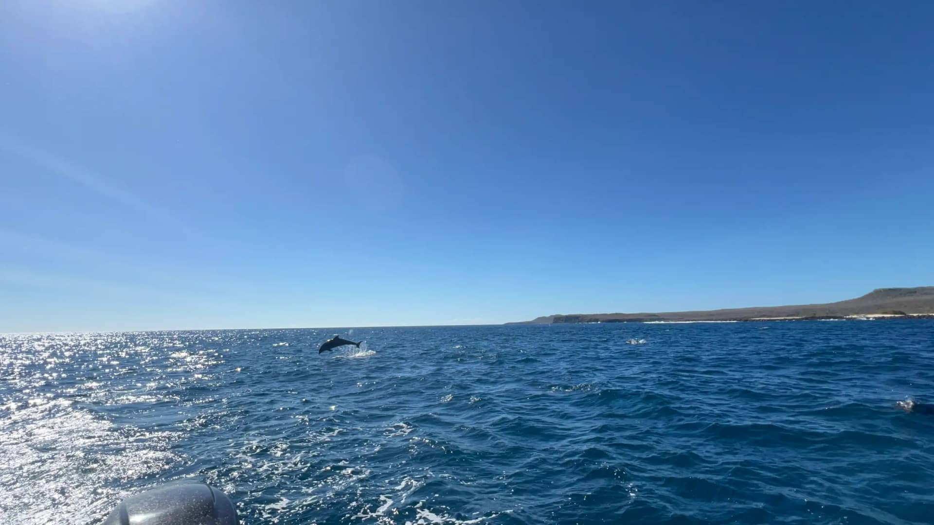 Dolphin leaping out of ocean water during tour boat excursion Santa Cruz or San Cristobal Island Galapagos Islands Ecuador