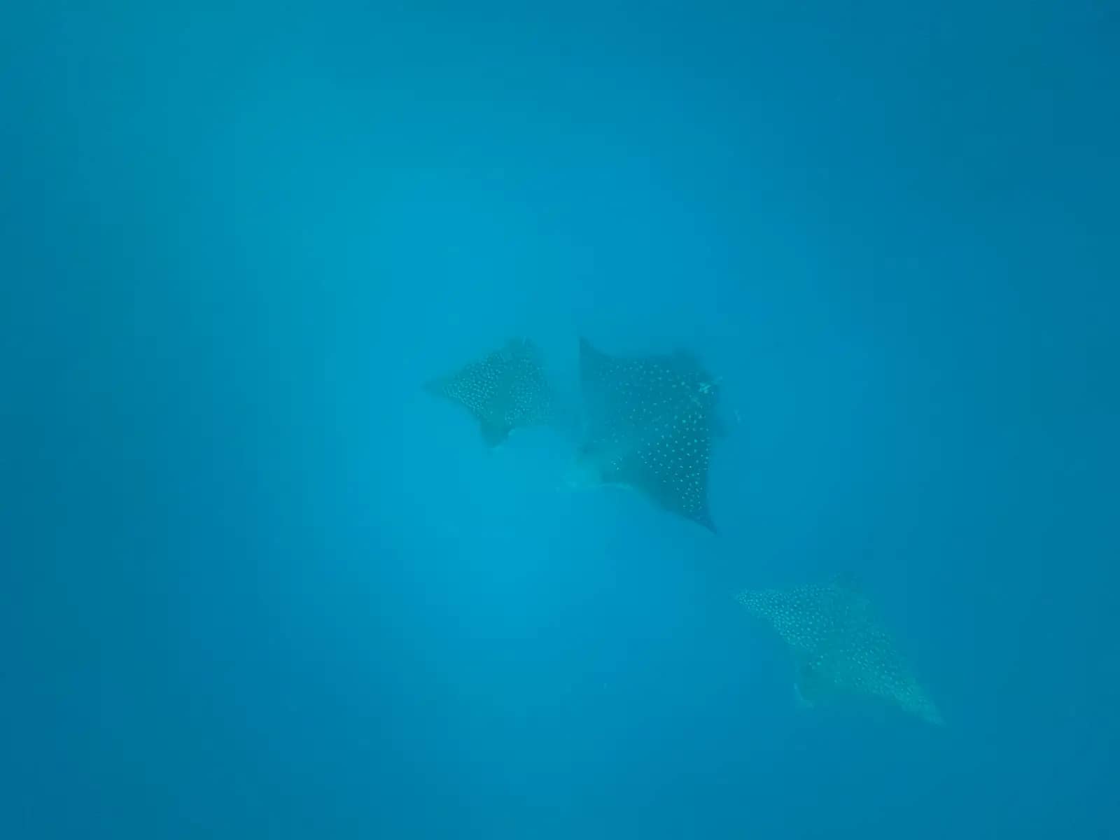 Manta ray swimming underwater in blue ocean water during snorkeling excursion at Kicker Rock, Galapagos Islands Ecuador