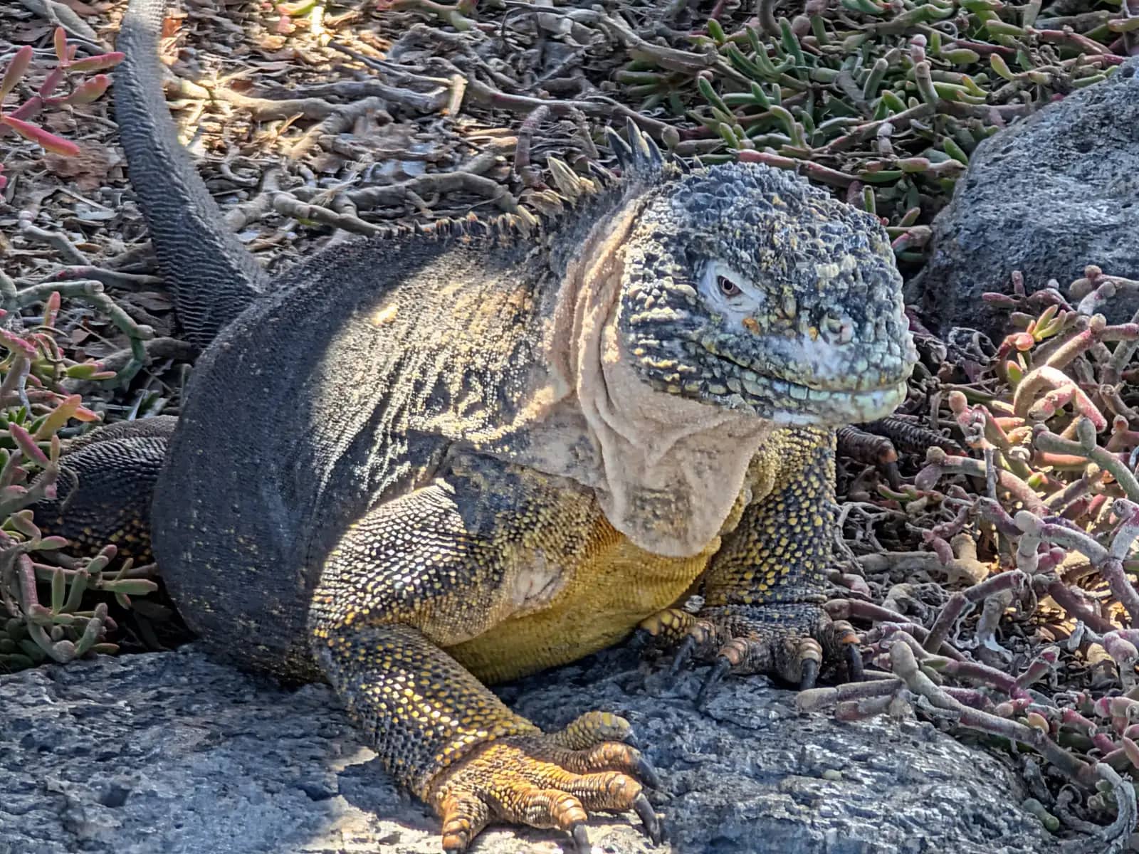 Yellow land iguana resting on volcanic rocks with succulent plants Plaza Island Santa Cruz Island Galapagos Islands Ecuador