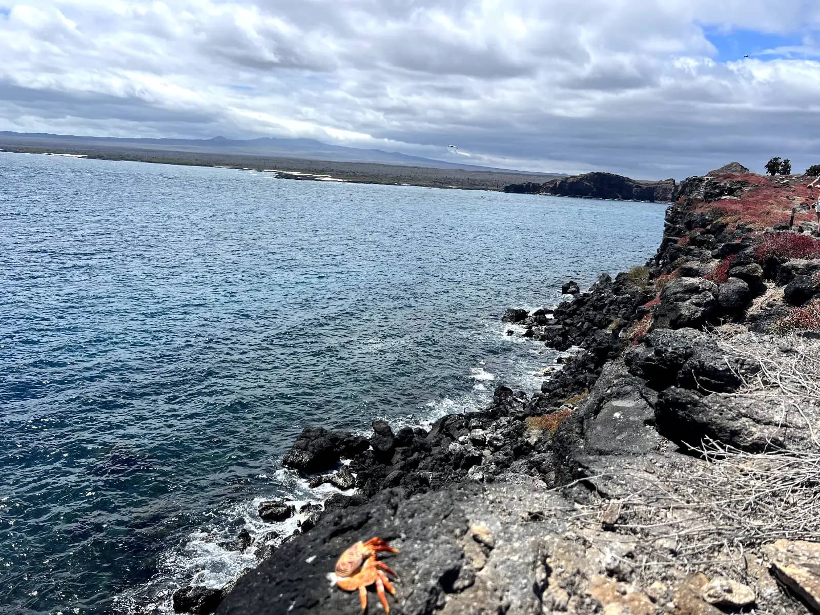 Bright orange Sally Lightfoot crab on black volcanic rock cliff edge overlooking ocean Plaza Island Galapagos Islands Ecuador