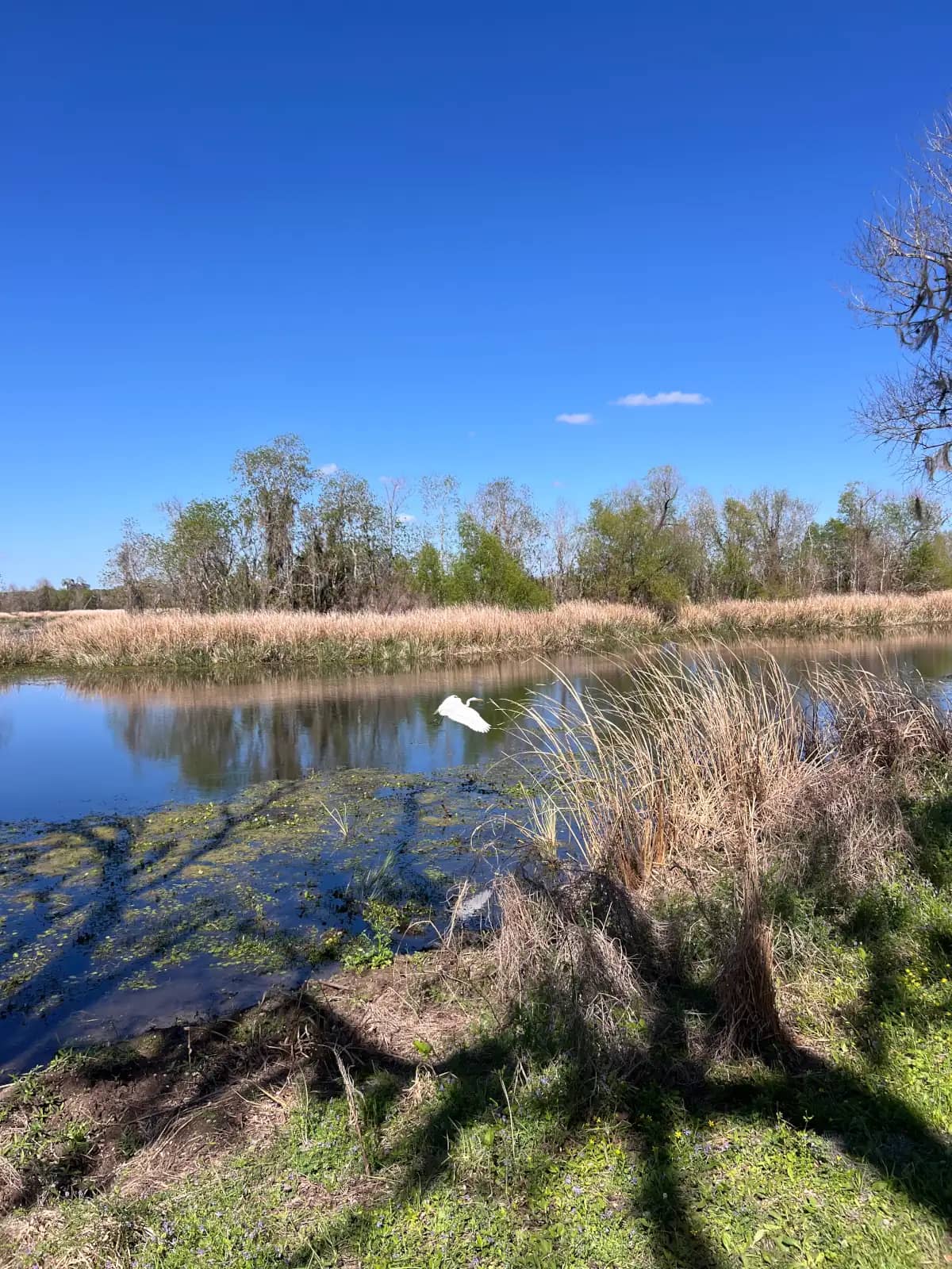 An iPhone photo of a white Great Egret flying low over a calm wetland lake, with green trees and tall tan marsh grass reflecting on the water under a clear blue sky.