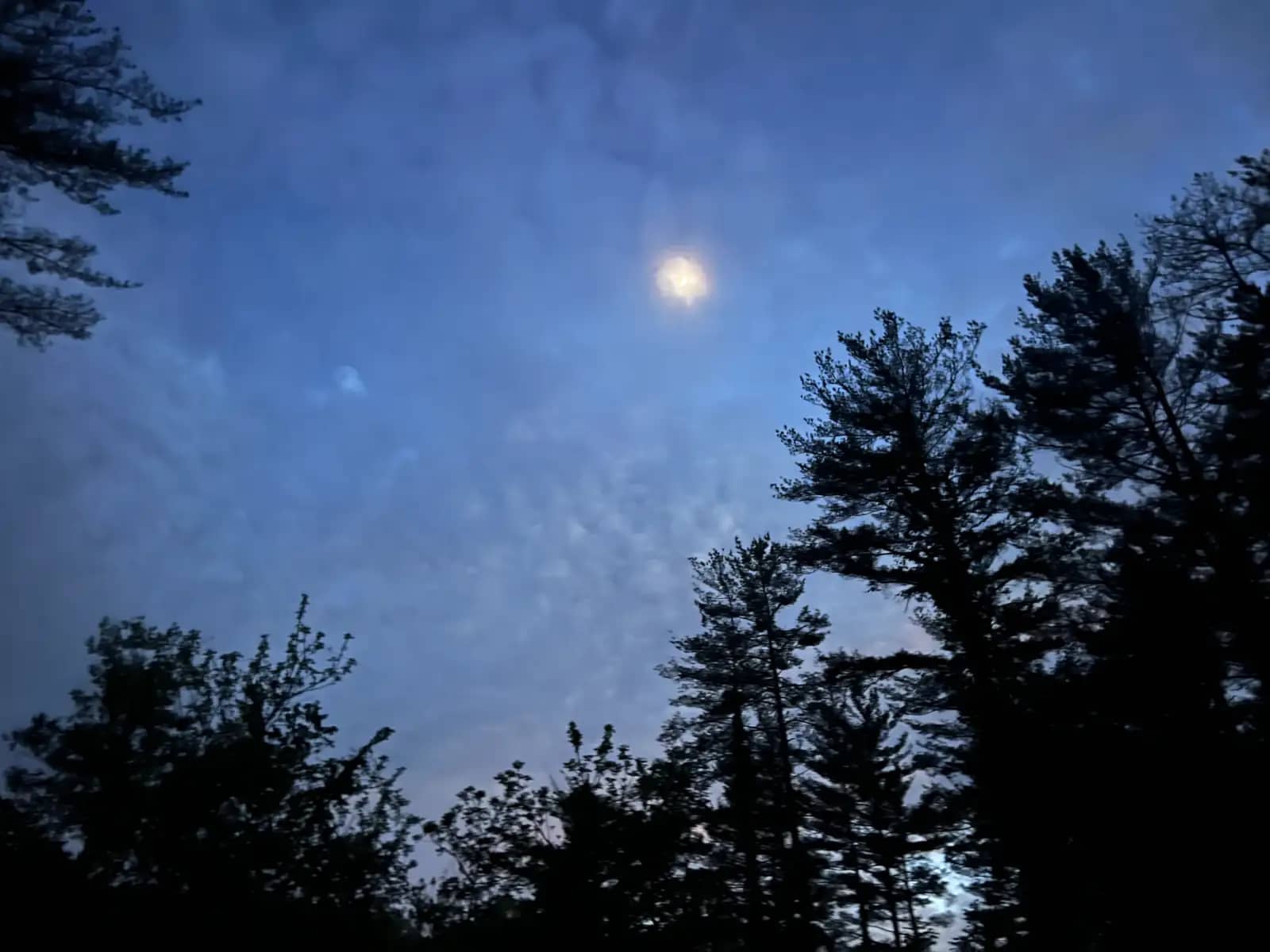 Looking up at a bright, hazy moon glowing through a thick, cloudy night sky, framed by the dark silhouettes of tall pine trees.