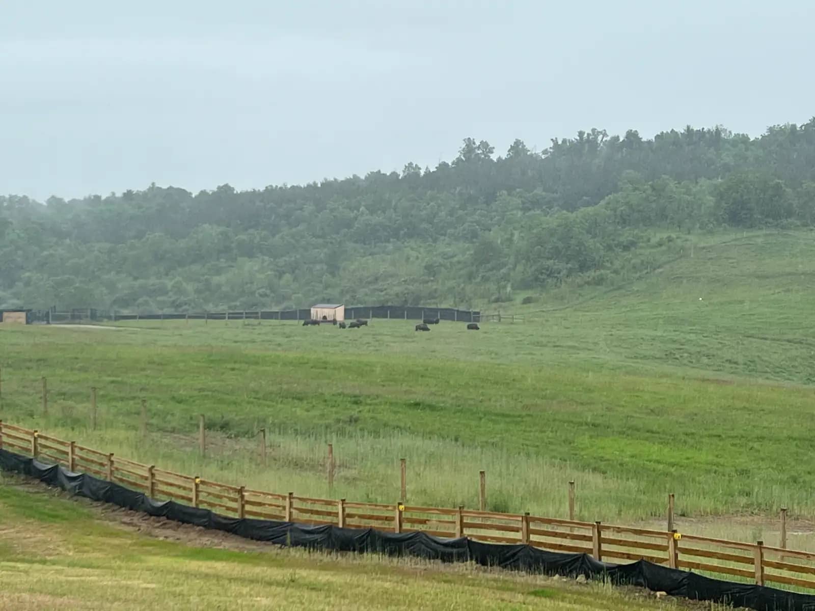 A wide view of a rolling green pasture fenced in with wood and black fabric, where a small herd of dark buffalo grazes near a distant wooden shelter in front of a forested hill under an overcast sky.