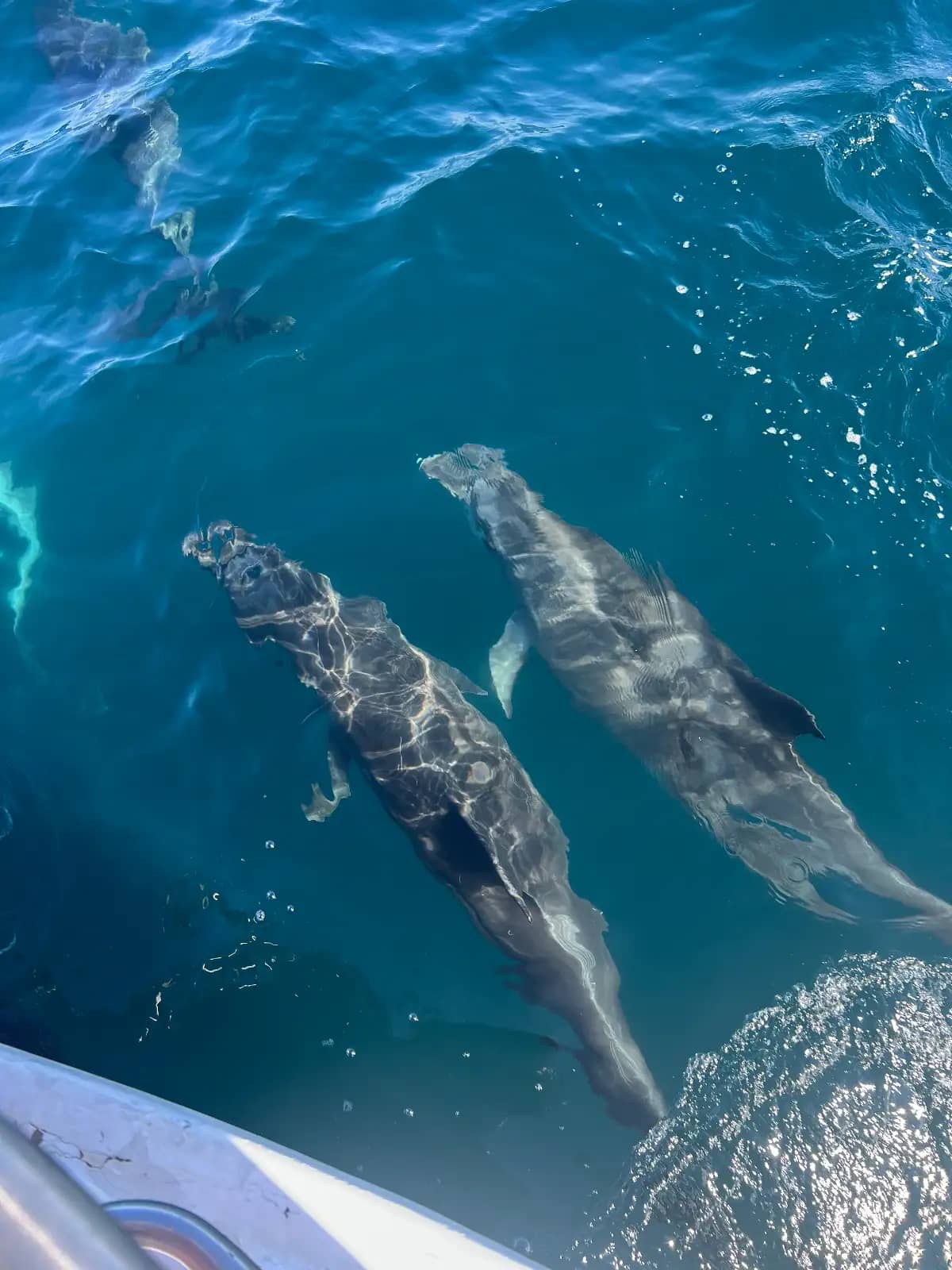 Dolphins swimming in clear blue ocean water alongside tour boat excursion Galapagos Islands Ecuador