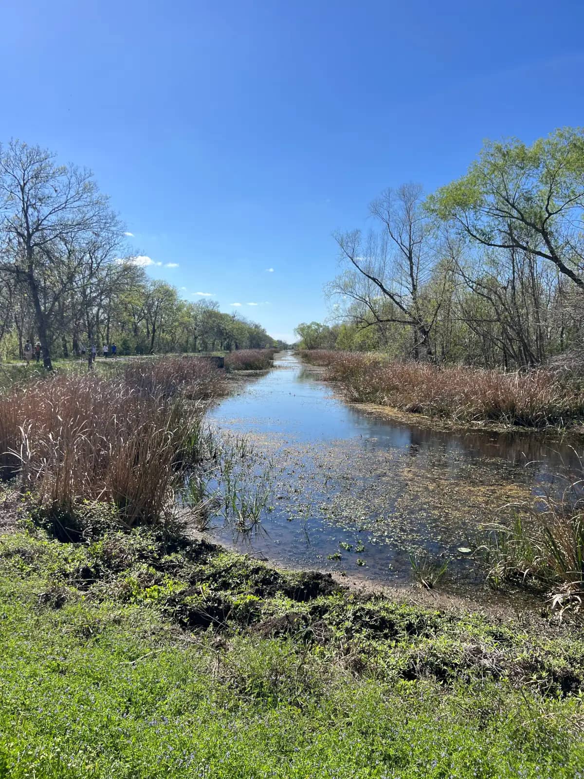 A long, straight water canal reflecting a clear blue sky, bordered by tall brown reeds and green trees at Brazos Bend State Park.