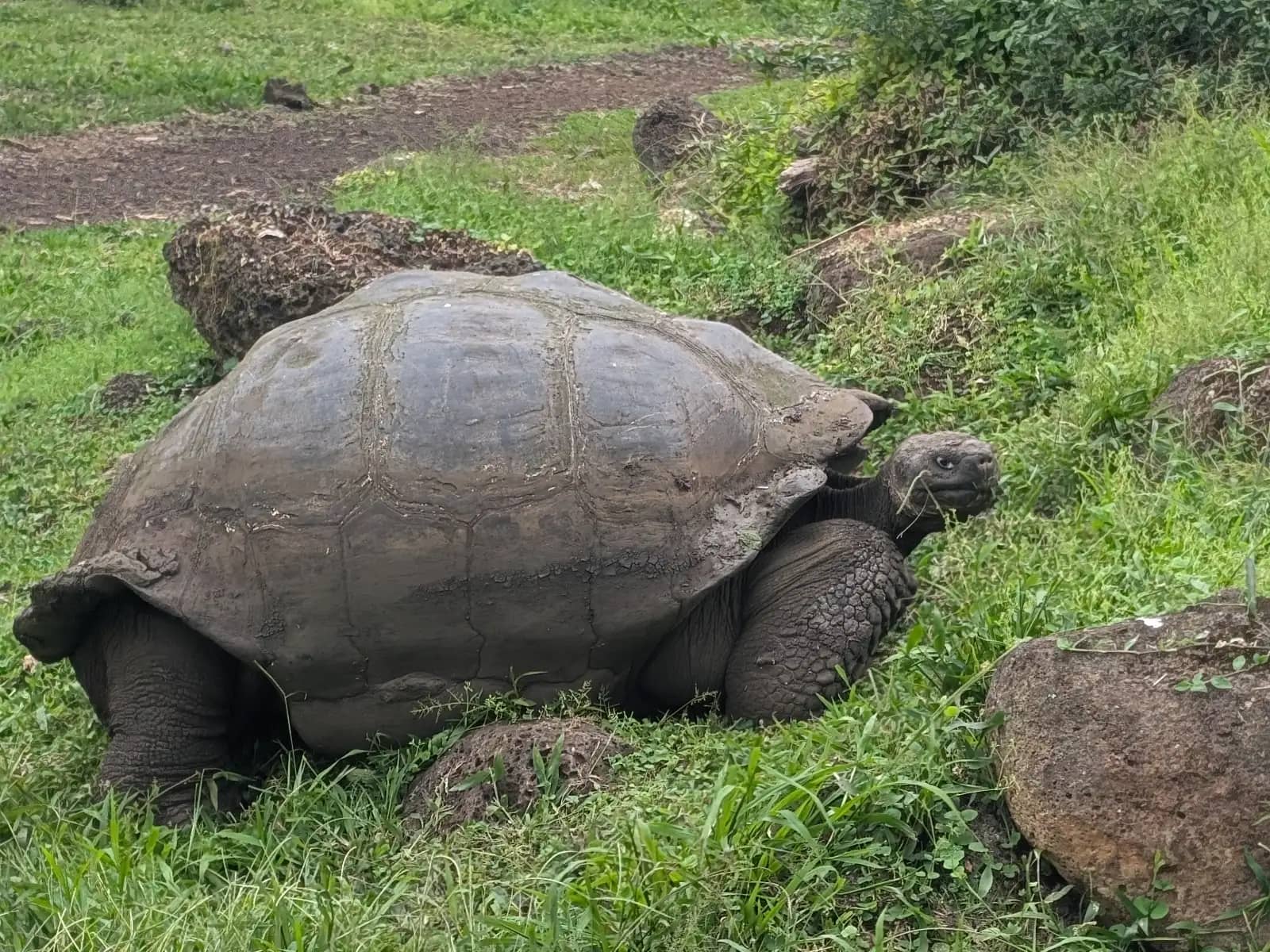 Galapagos giant tortoise walking through grassy highlands at tortoise ranch Santa Cruz Island Ecuador transfer-in tour