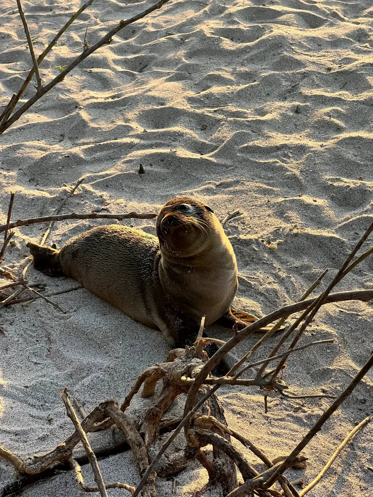 Galapagos sea lion pup resting on sand with driftwood branches on Santa Cruz Island beach Ecuador