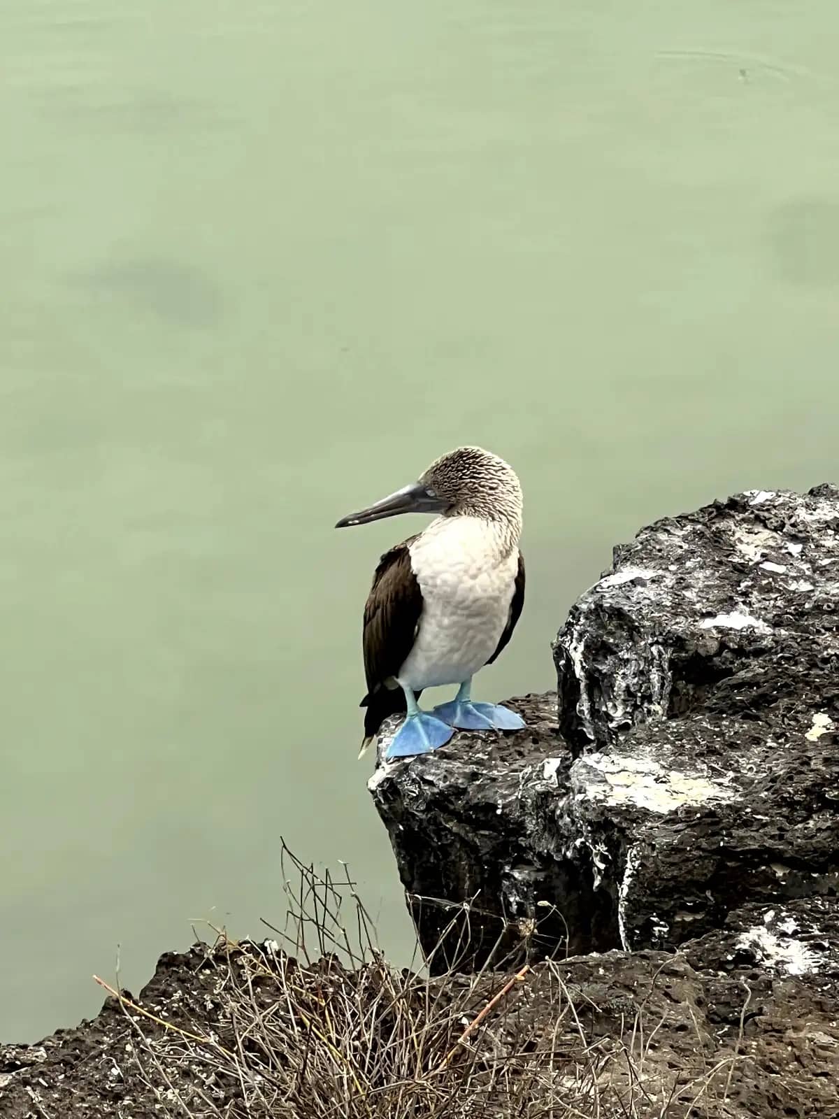 Blue-footed booby perched on volcanic rock at Tortuga Bay beach Santa Cruz Island Galapagos Islands Ecuador sunrise hike