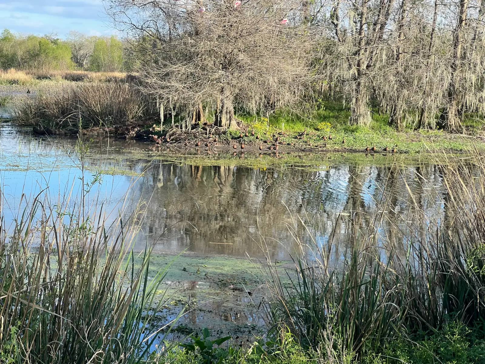 A calm swampy lake reflecting bare trees covered in Spanish moss, with small wild ducks gathered along the far muddy shoreline.