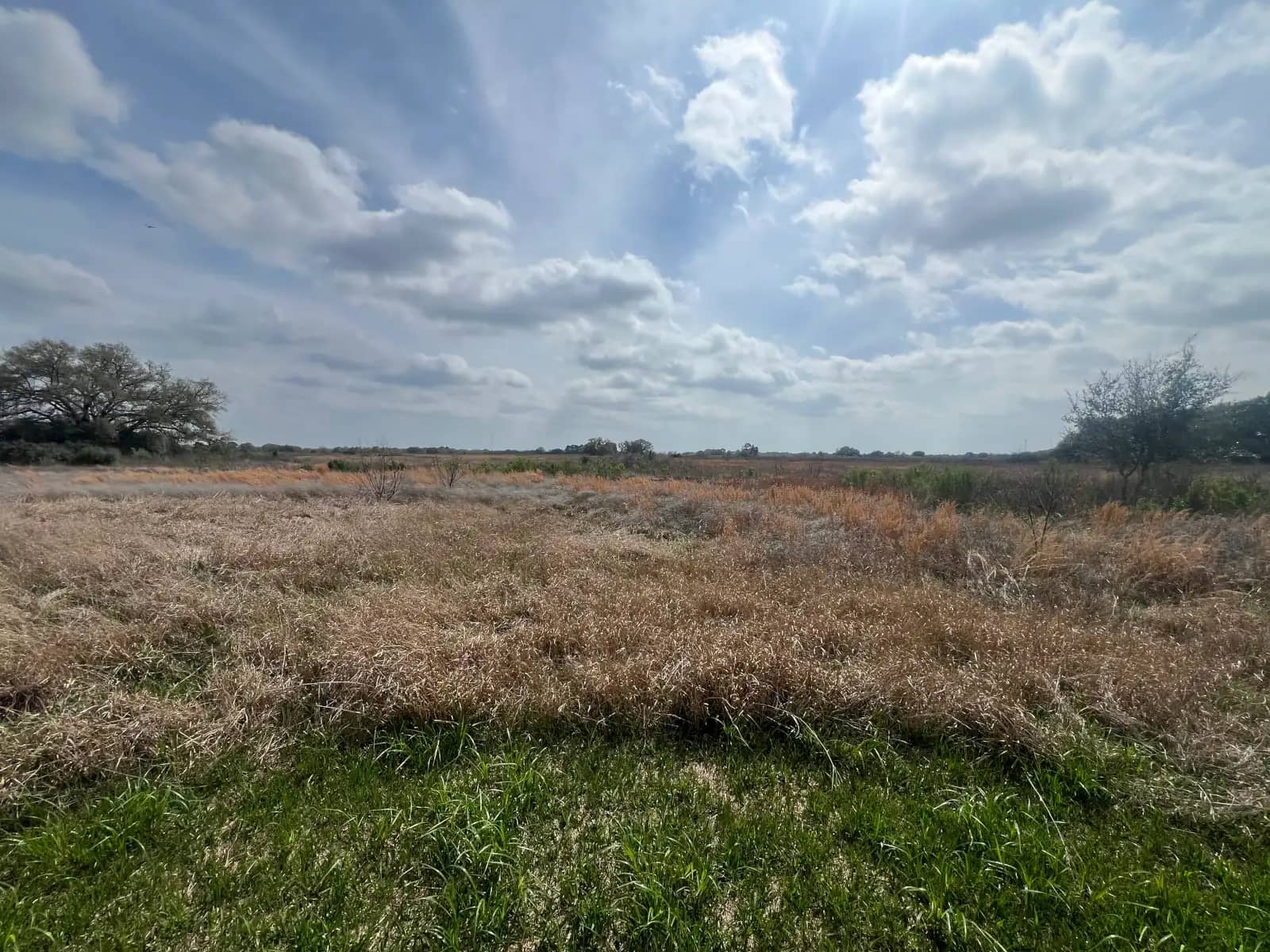A wide-angle view of an open field filled with dry, brown prairie grass under a bright sky with scattered white clouds.