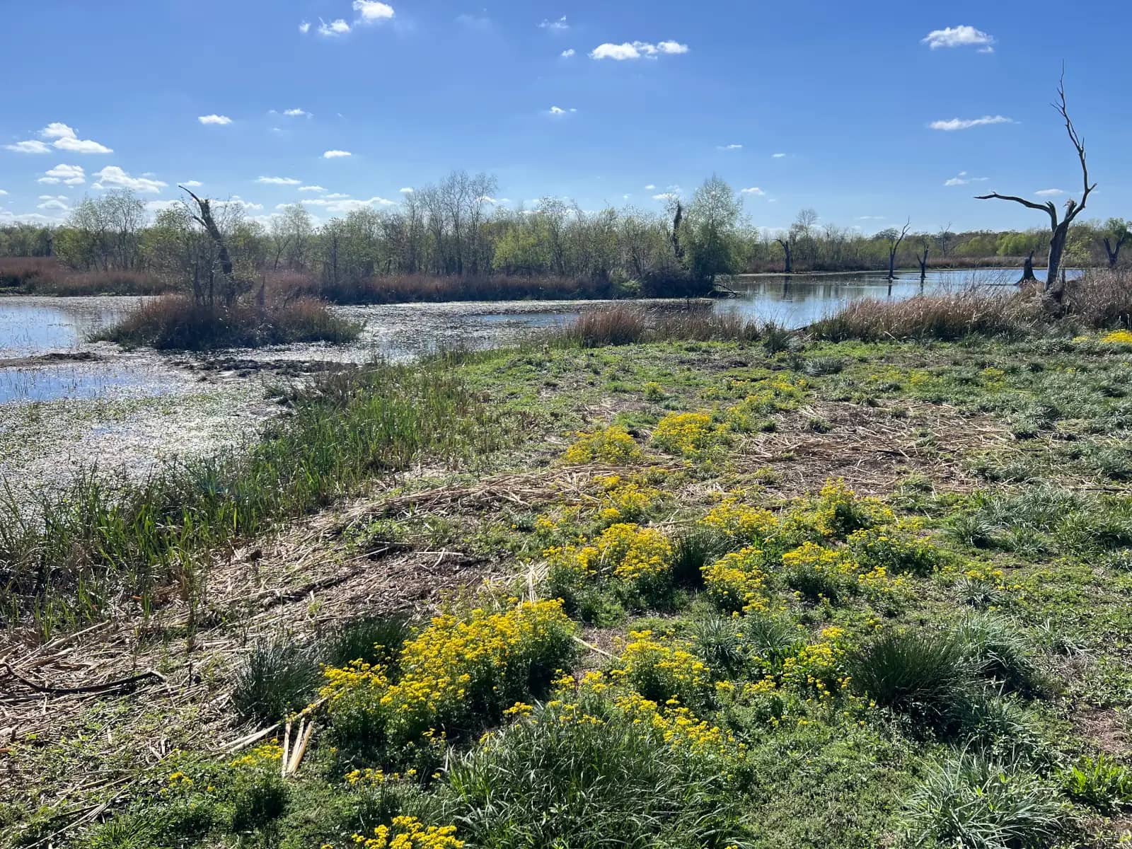 Vibrant yellow wildflowers blooming on a green grassy bank next to a calm marshy lake lined with trees under a blue sky.