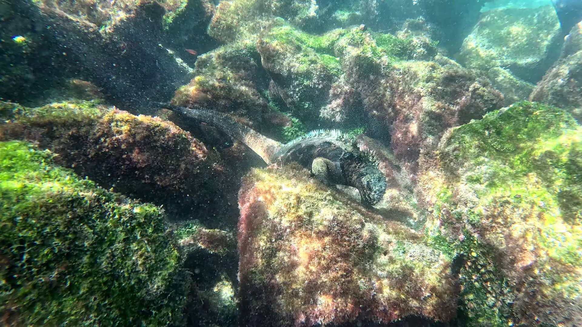 Marine iguana swimming underwater among algae-covered rocks during snorkeling excursion Grupo Galapagos 180 tour Santa Cruz Island Ecuador