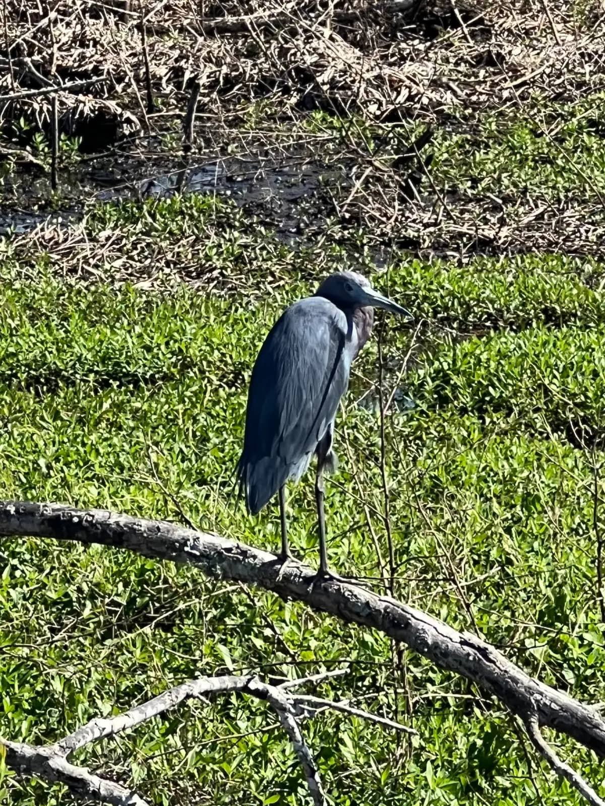 A close-up view of a dark blue-gray Little Blue Heron perched on a fallen tree branch over a bright green bed of aquatic weeds.