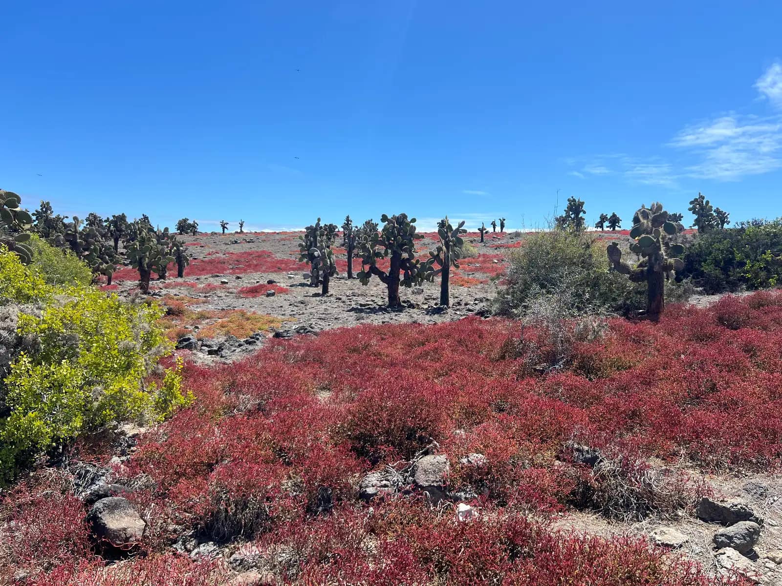 Red sesuvium ground cover with prickly pear cactus and volcanic rock landscape Plaza Island Santa Cruz Island Galapagos Islands Ecuador