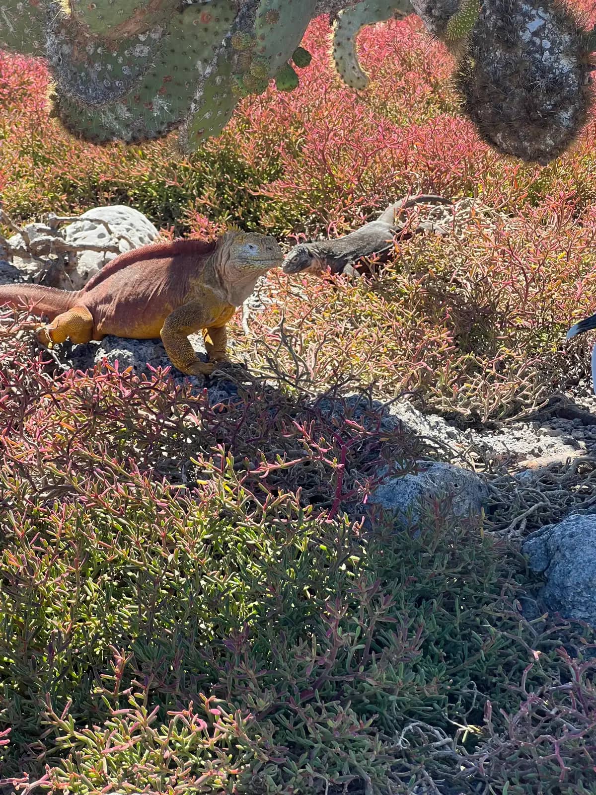 Yellow land iguana among prickly pear cactus and red succulent plants Plaza Island Santa Cruz Island Galapagos Islands Ecuador