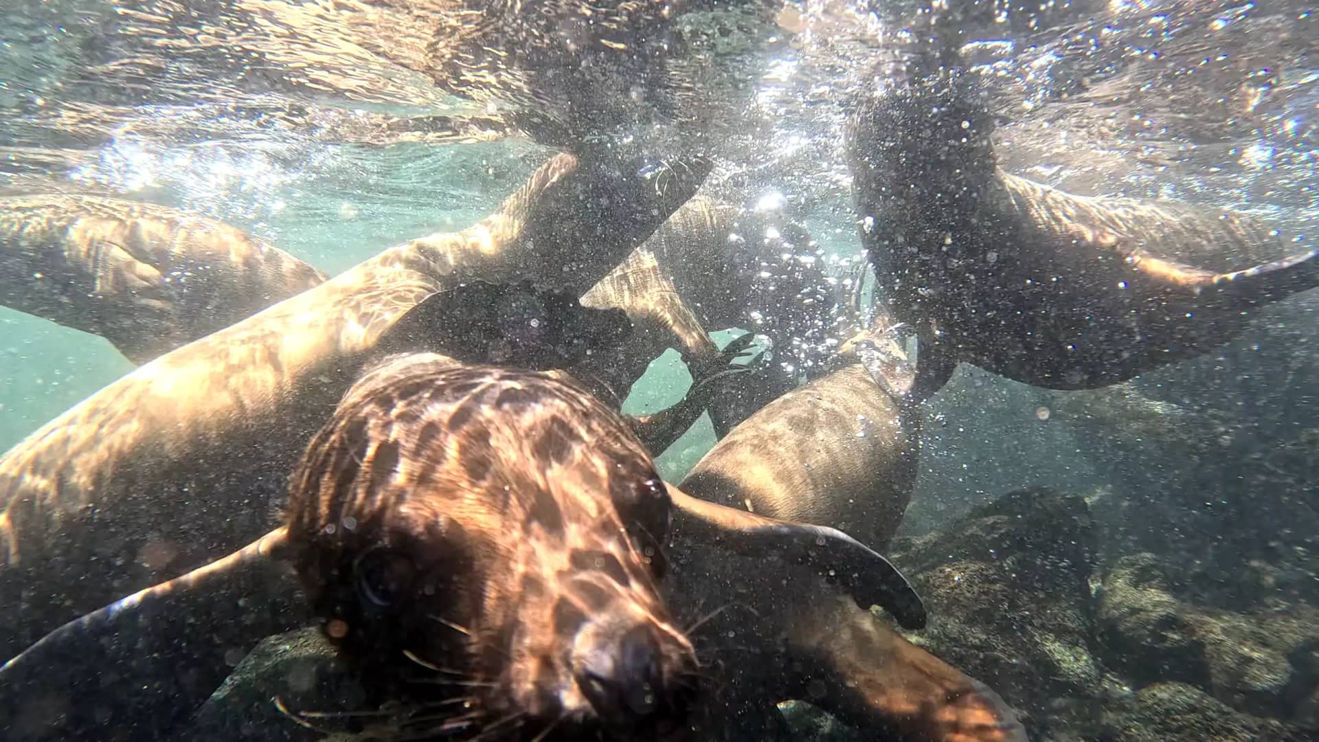 Multiple Galapagos sea lions swimming underwater in sunlit turquoise ocean water during snorkeling excursion Ecuador