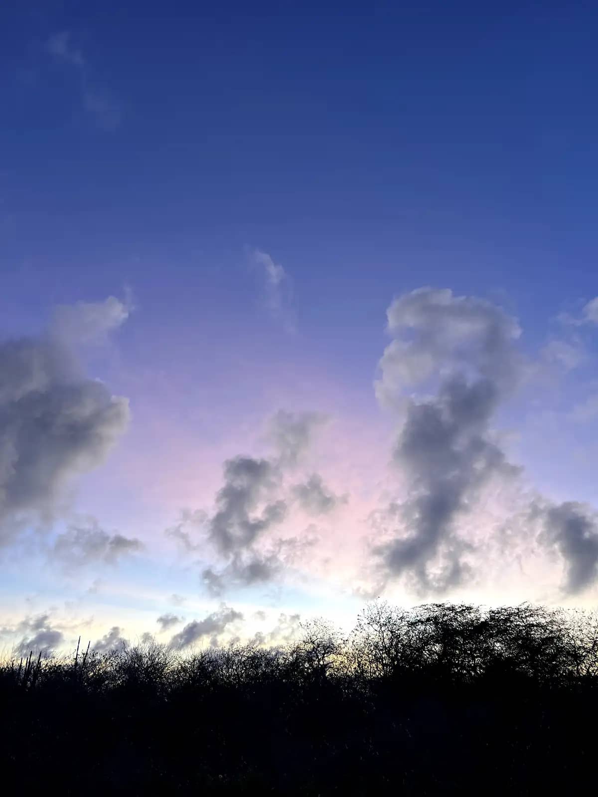 Sunset sky with pink and purple clouds over silhouetted vegetation Galapagos Islands Ecuador