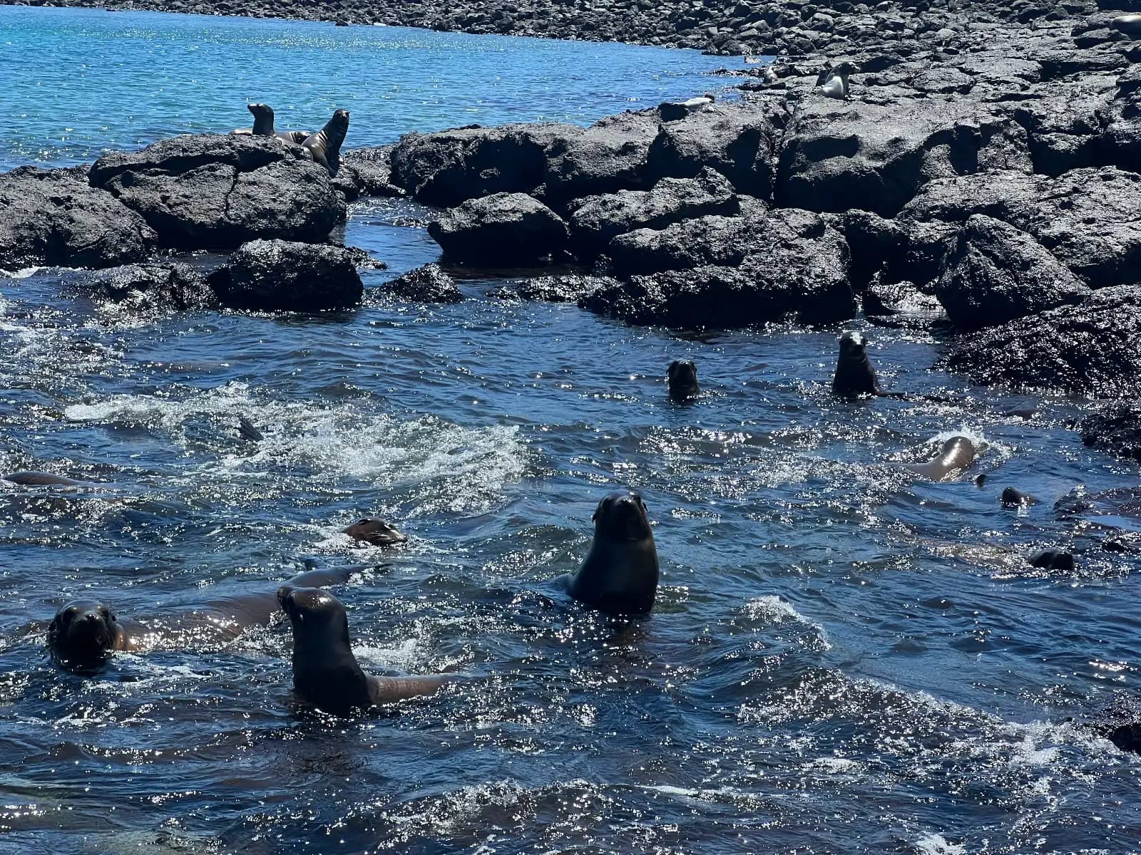Galapagos sea lions swimming in tide pools at Plaza Island rocky shoreline Santa Cruz Island Ecuador snorkeling tour Day 1