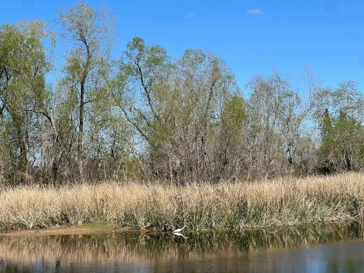 A white egret standing at the edge of a calm lake with tall, tan marsh grass and a thick line of green trees reflecting on the water surface.