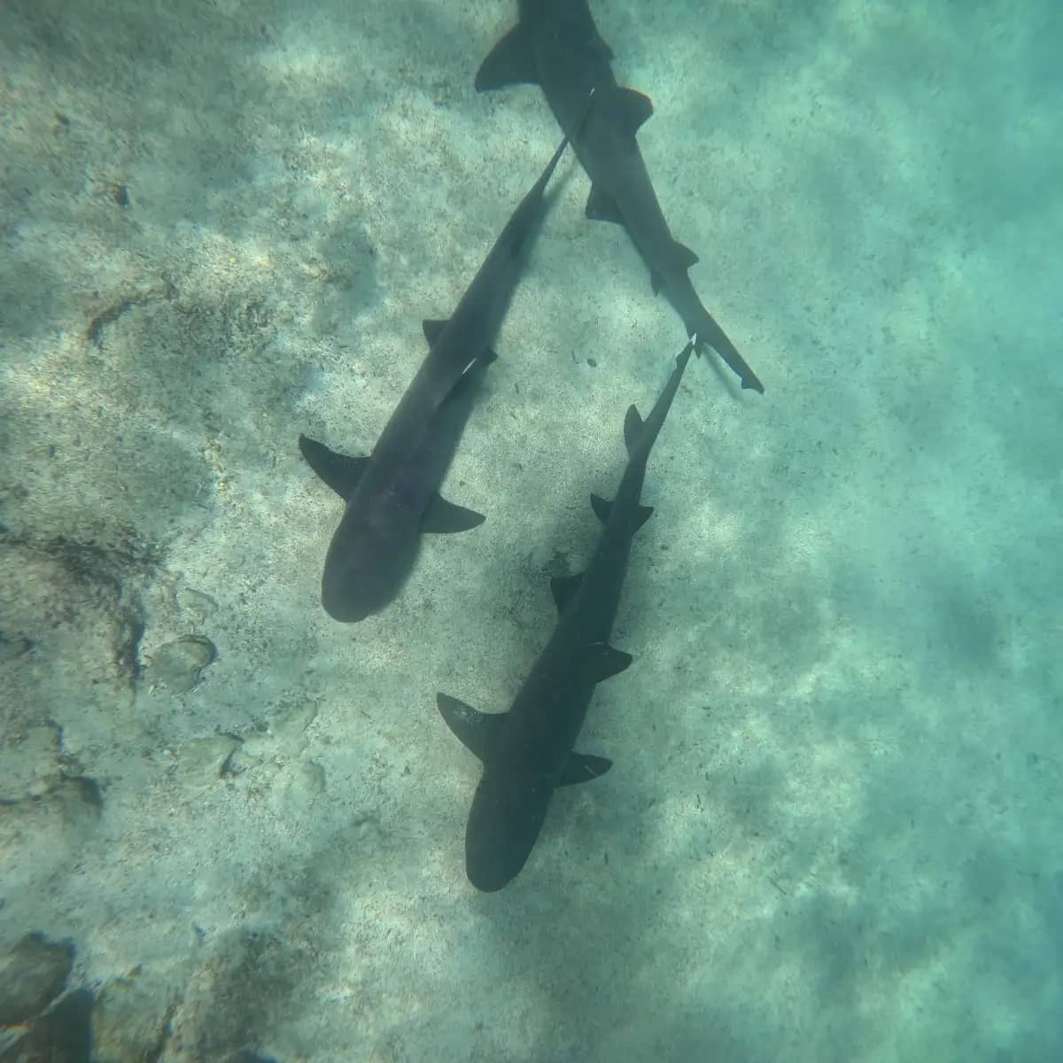 Whitetip reef sharks swimming over sandy ocean floor during snorkeling excursion Galapagos Islands Ecuador