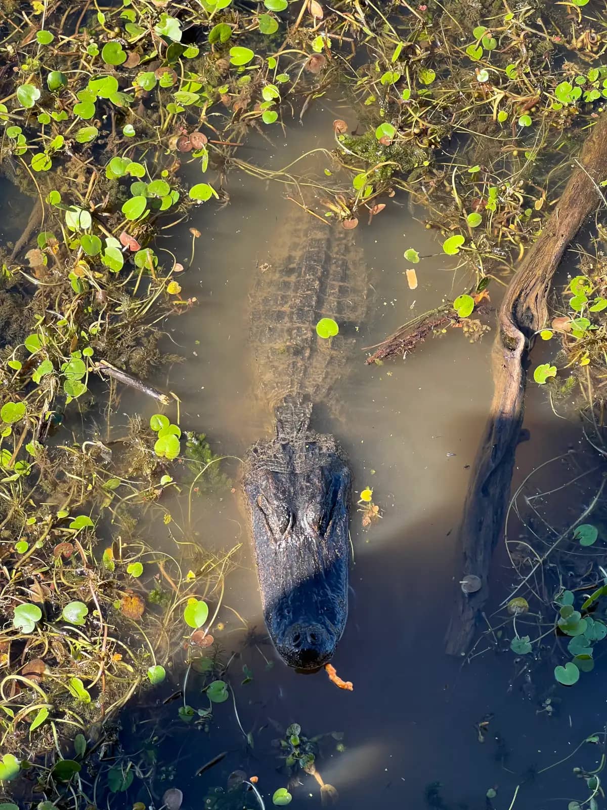A top-down view of an American alligator floating quietly in murky wetland water surrounded by bright green lily pads.