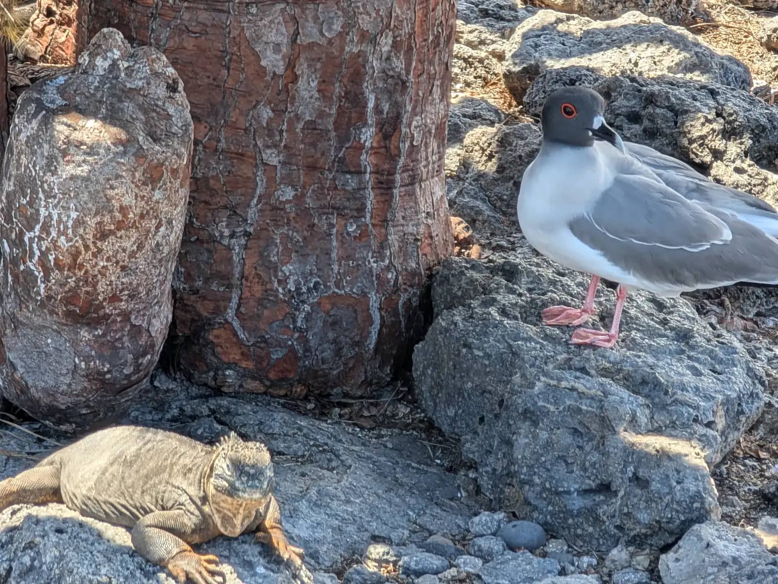 Marine iguana resting on volcanic rocks with lava gull nearby Plaza Island Santa Cruz Island Galapagos Islands Ecuador