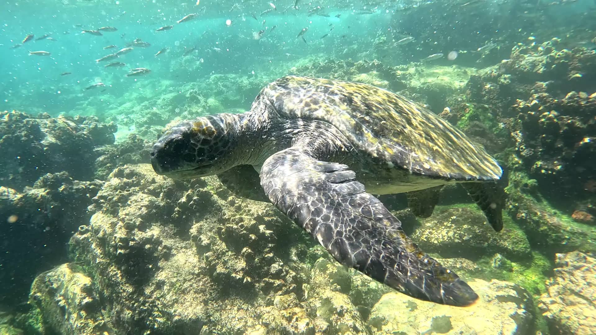 Alt Text: Green sea turtle swimming underwater over coral reef during snorkeling excursion Grupo Galapagos 180 tour Santa Cruz Island Ecuador