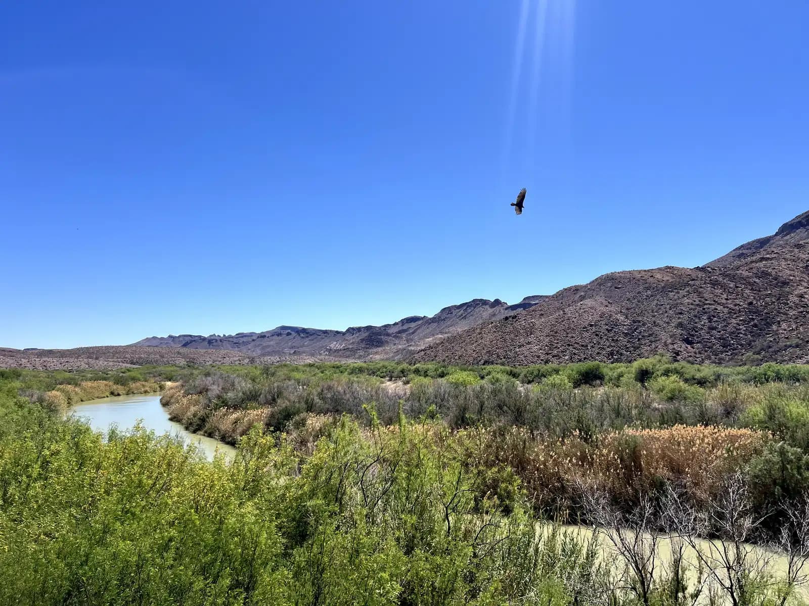 A large bird of prey soars through a bright blue sky over the Rio Grande river, which is surrounded by green brush and desert mountains.