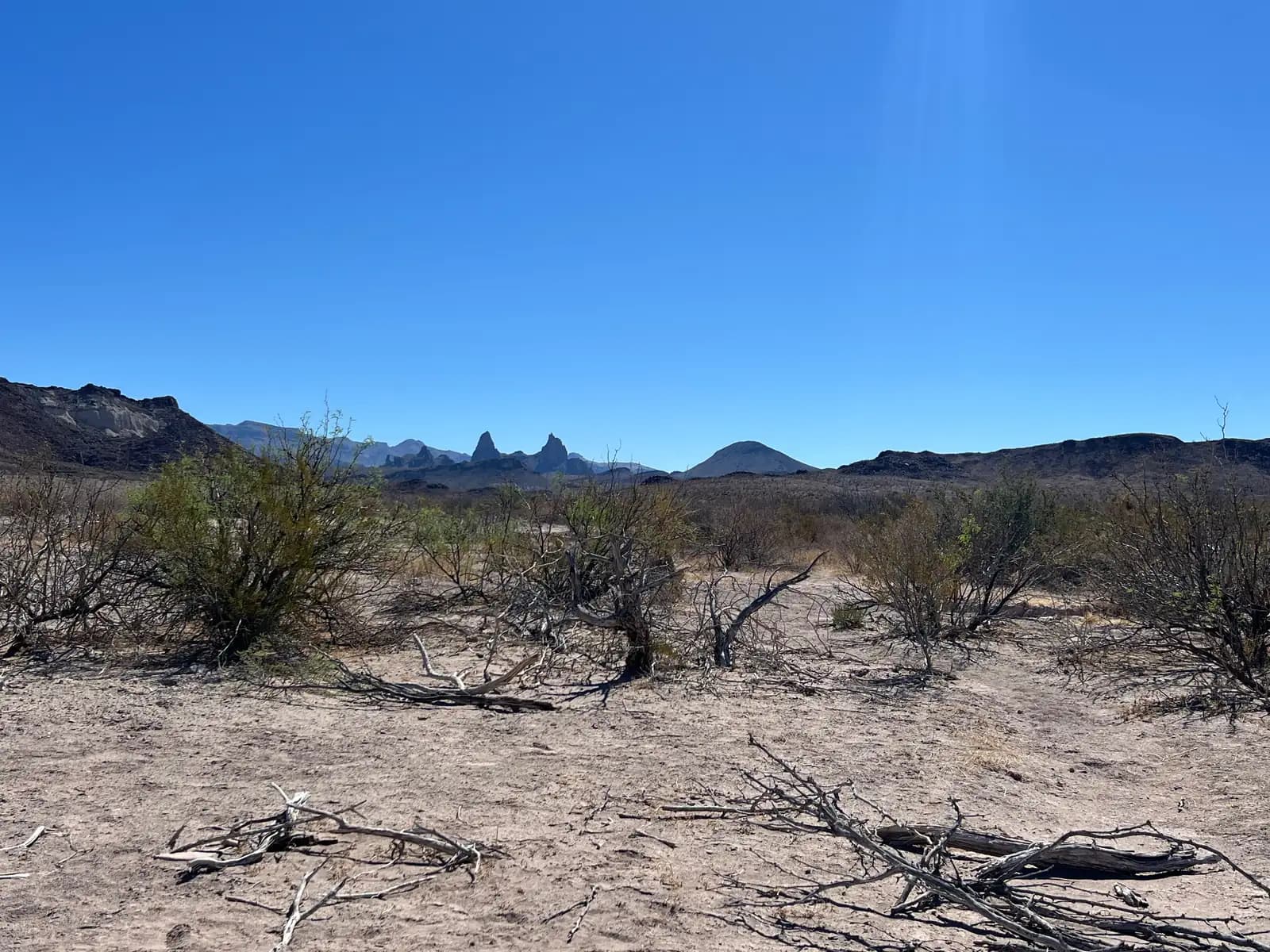 Bleached white branches of deadwood lie in a sandy desert clearing with jagged mountains in the distance.