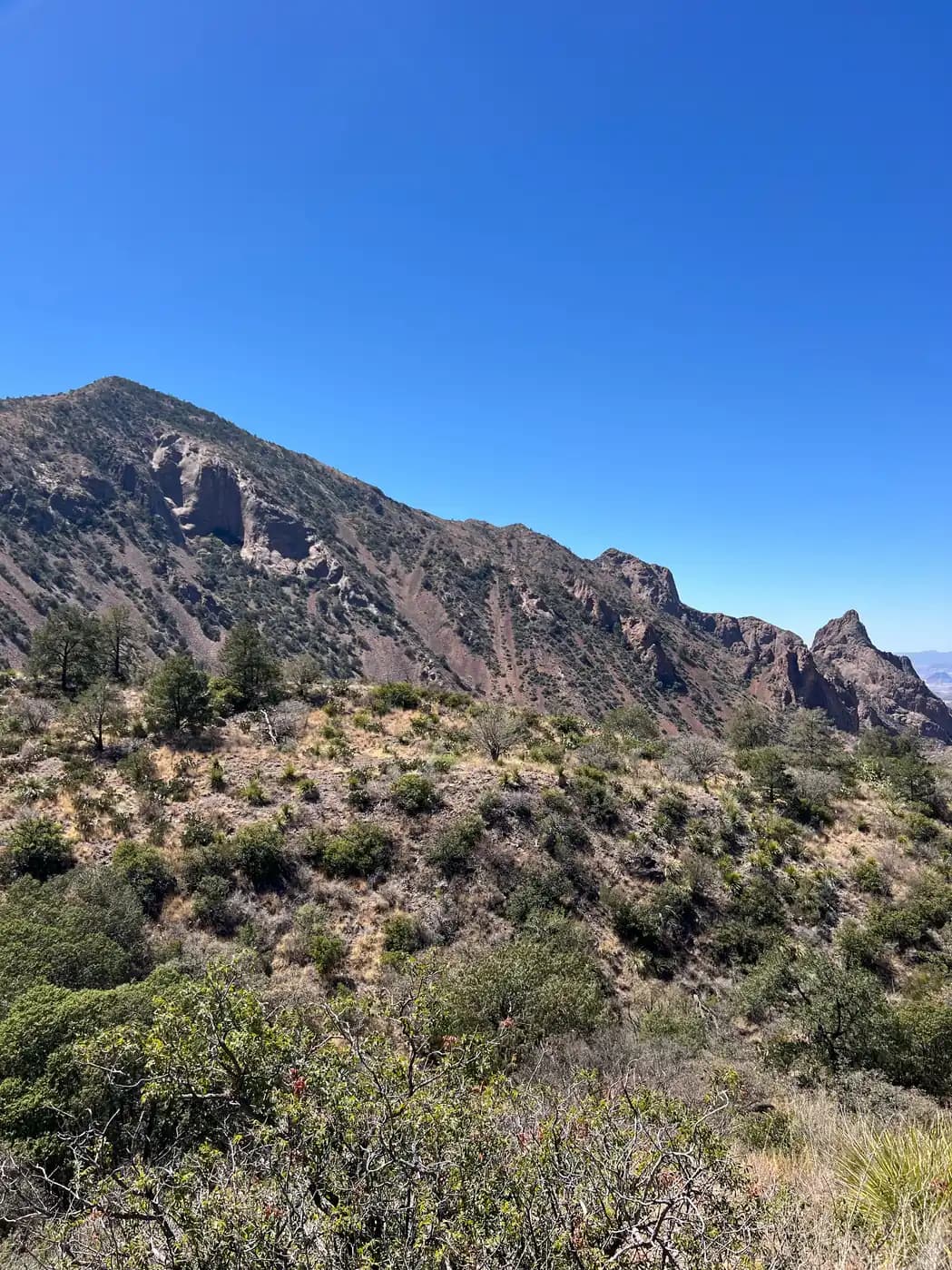 A view of a large, sloping mountain ridge covered in green vegetation and rock under a clear blue sky in Big Bend.