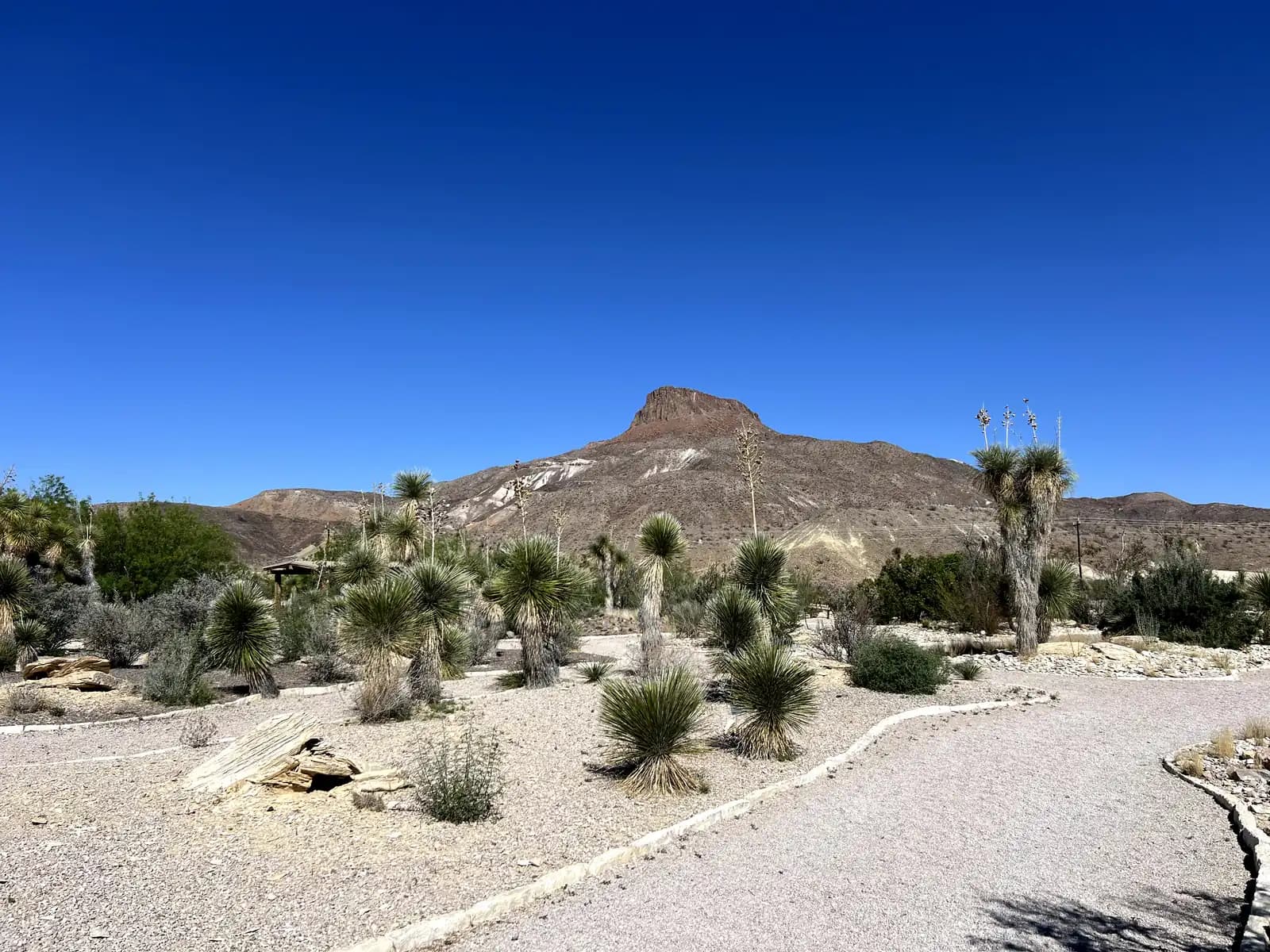 A gravel path winds through a garden of various cacti and desert plants, with a large, flat-topped brown mountain rising in the background under a deep blue sky.