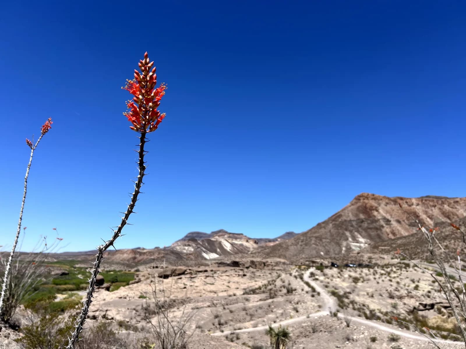 Blooming red Ocotillo cactus overlooking the shadeless Hoodoos Trail and desert mountains at Big Bend Ranch State Park