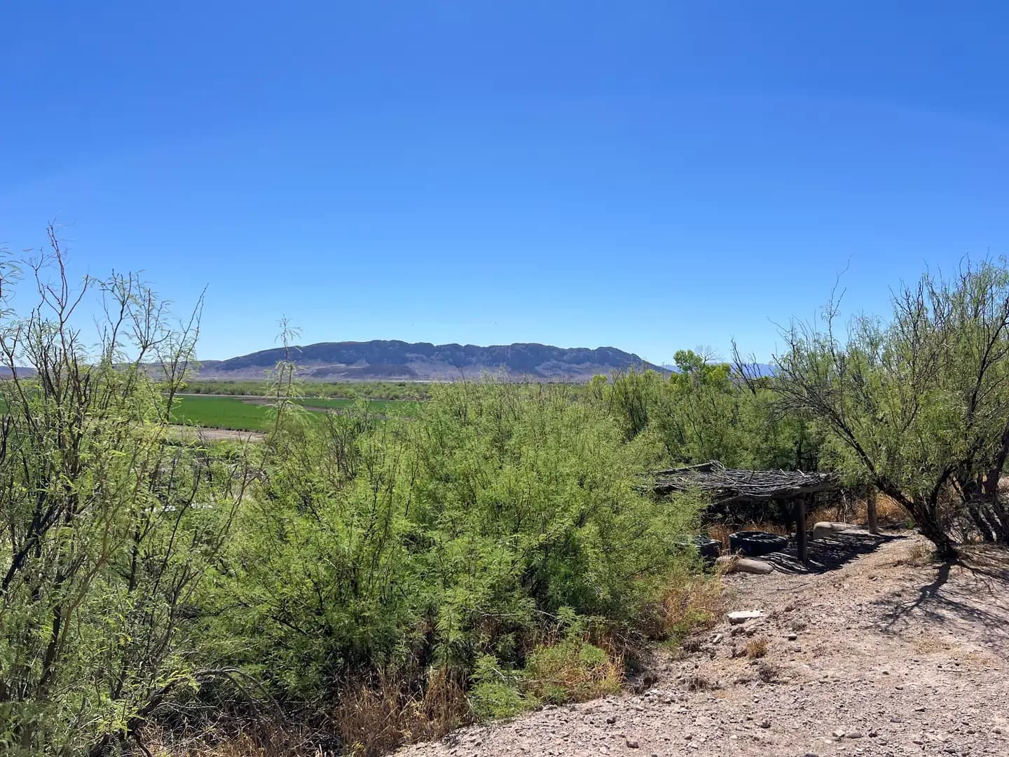 Green honey mesquite trees and desert brush in the foreground near Fort Leaton, with flat-topped mountains under a clear blue sky in the distance.