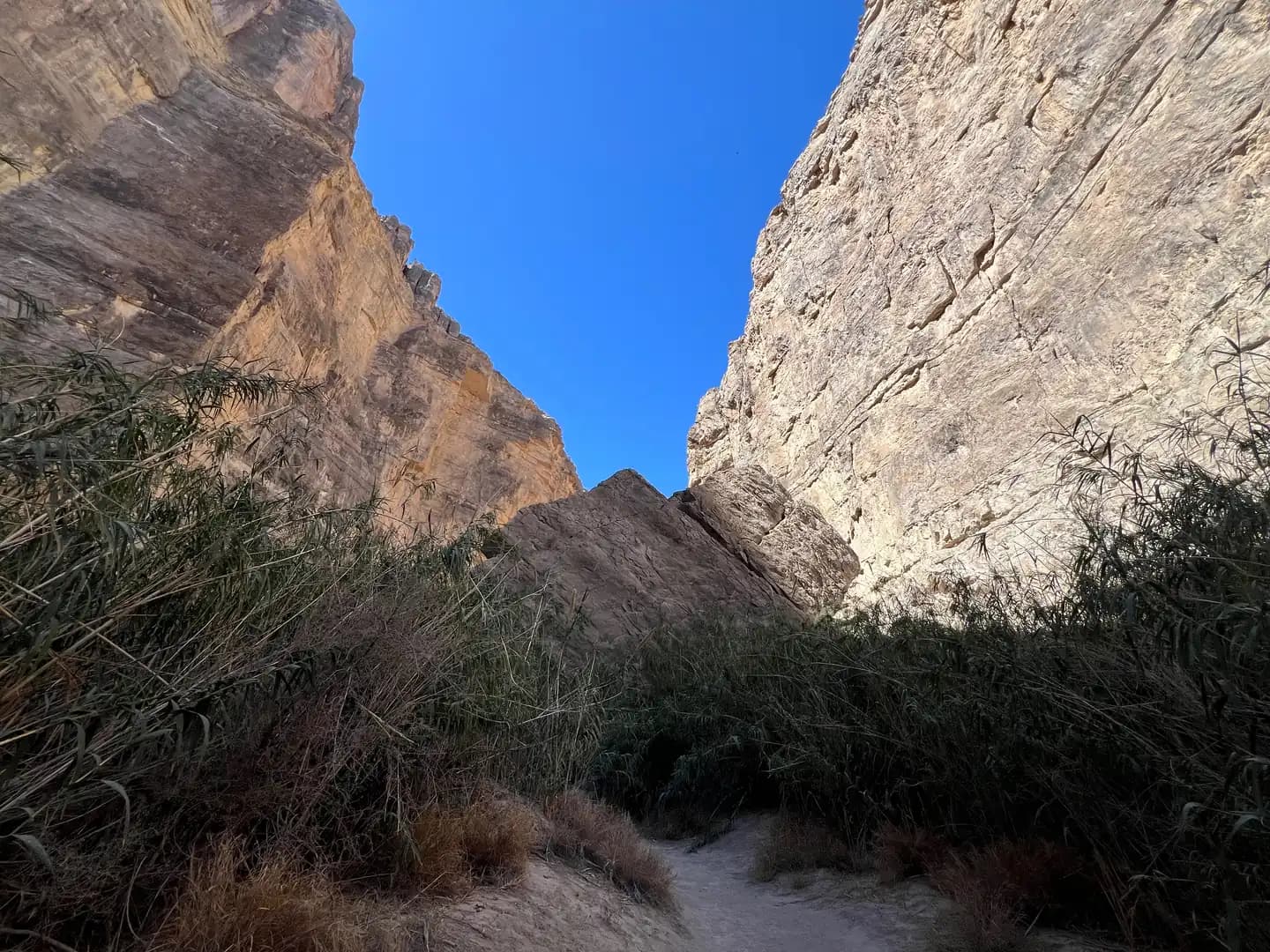 A narrow dirt hiking path leading through tall green reeds and brush toward the base of massive canyon cliffs.